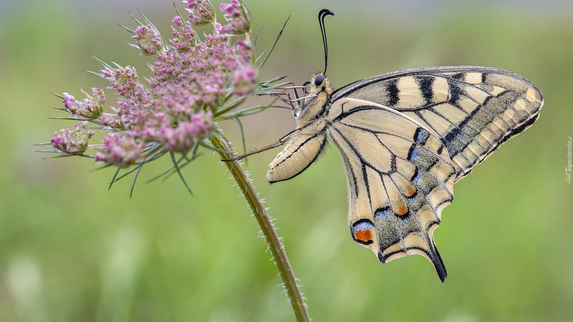 Motyl, Paź królowej, Różowy, Kwiatek