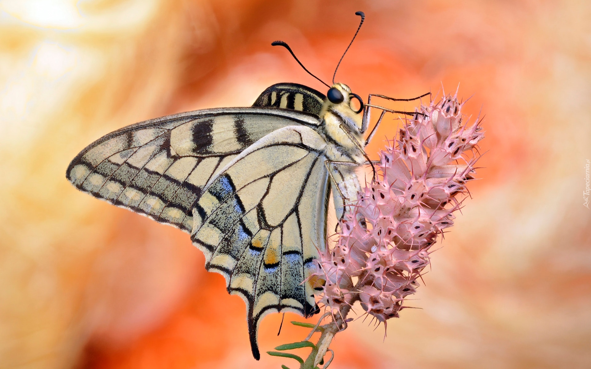 Motyl, Paź królowej, Różowy, Kwiat