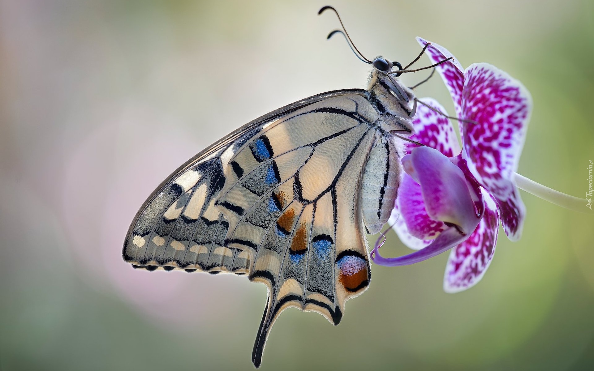 Motyl, Paź królowej, Kwiat, Storczyk