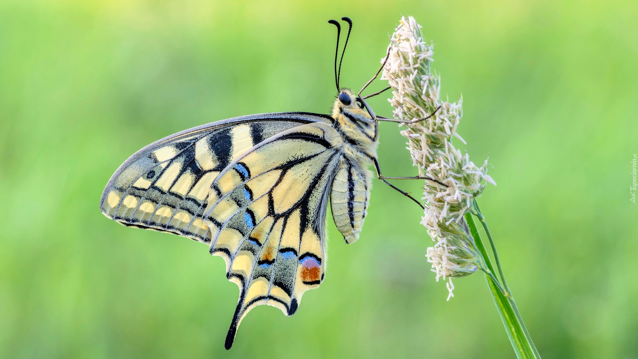 Motyl, Paź królowej, Źdźbło, Trawa