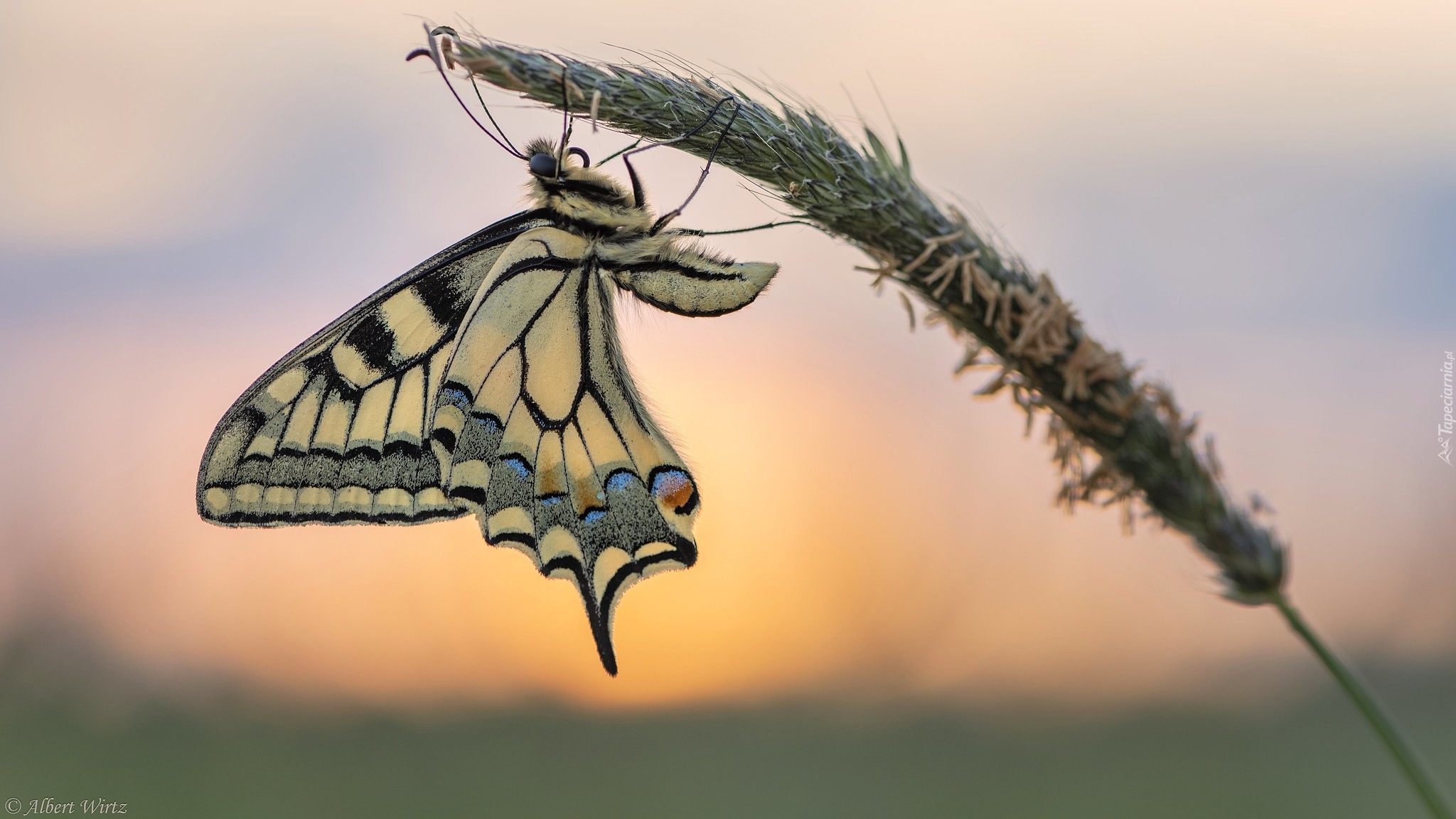 Motyl, Paź królowej, Trawa, Źdźbło