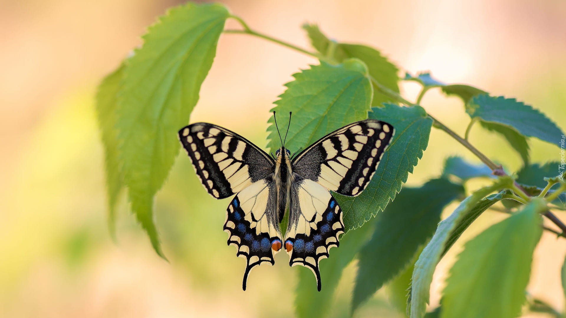 Motyl, Paź królowej, Listki, Zielone, Zbliżenie