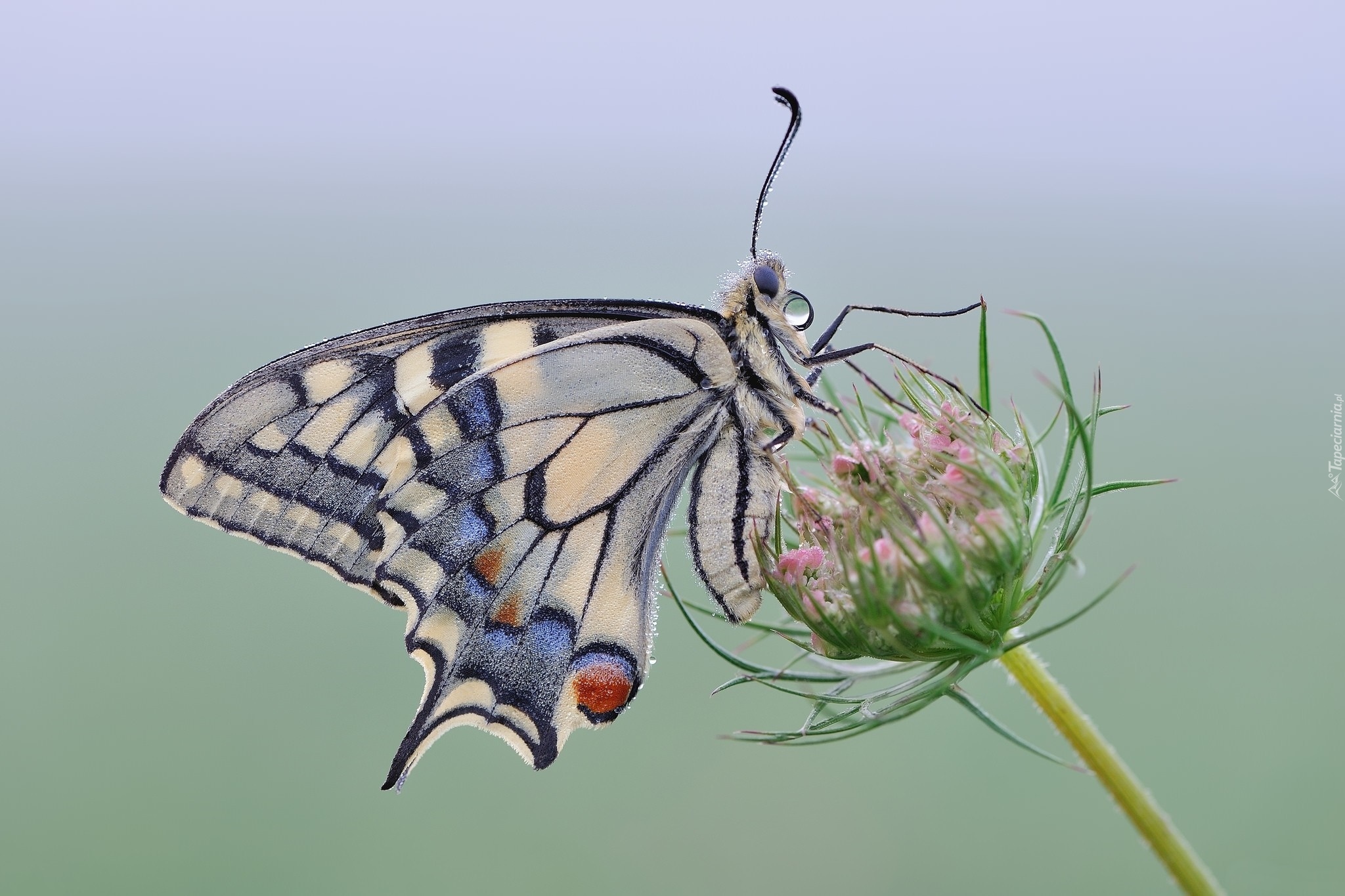 Motyl, Paź królowej, Roślina
