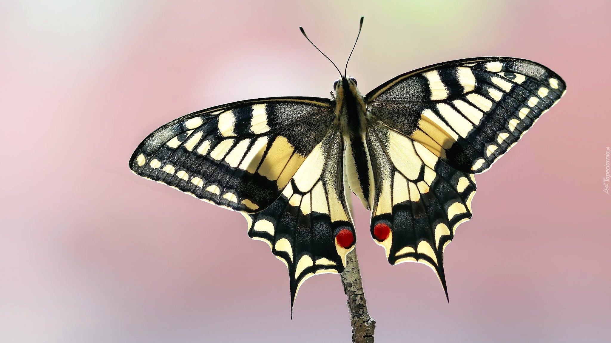 Motyl, Paź królowej, Makro