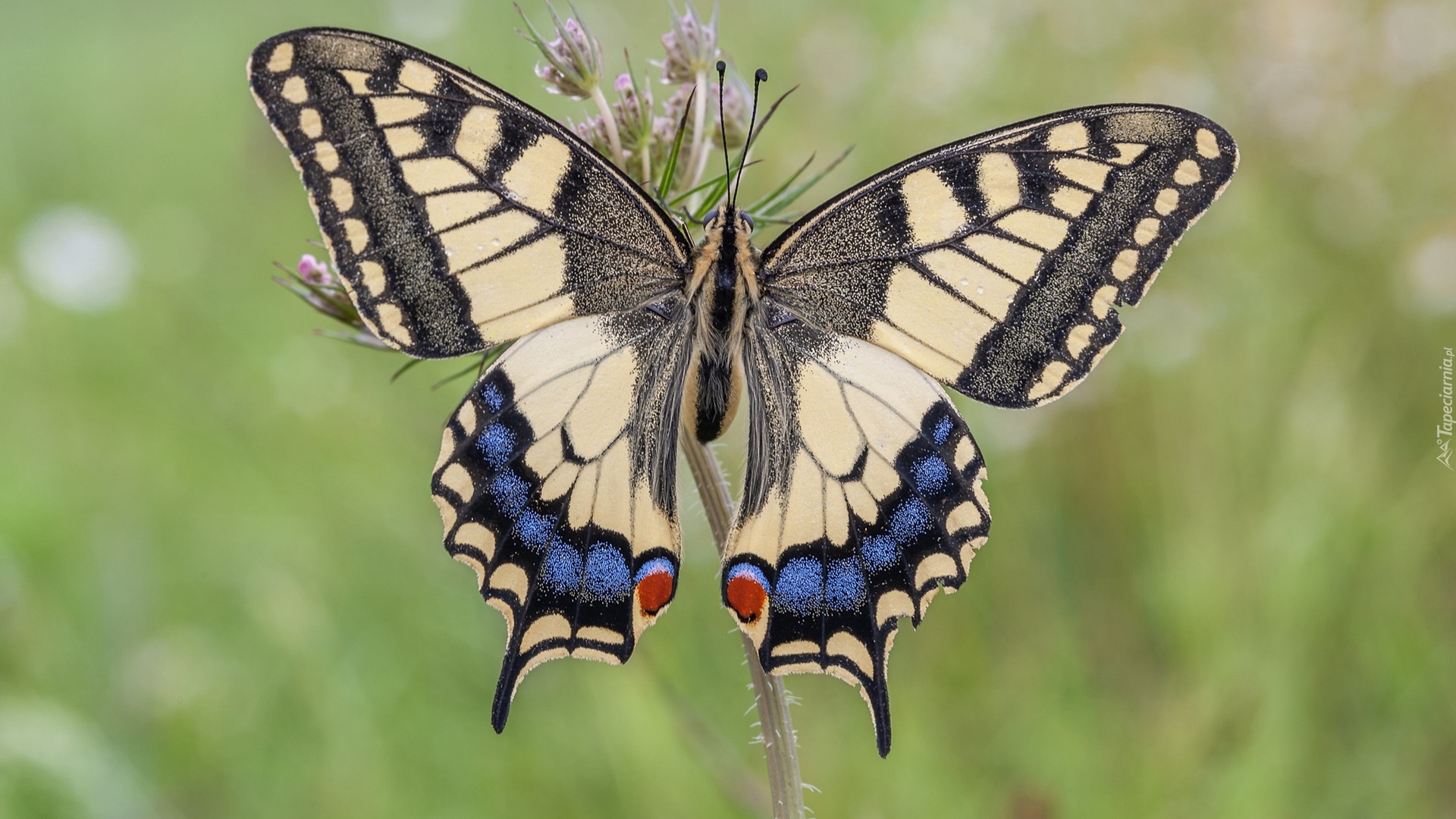 Motyl, Paź królowej, Roślinka