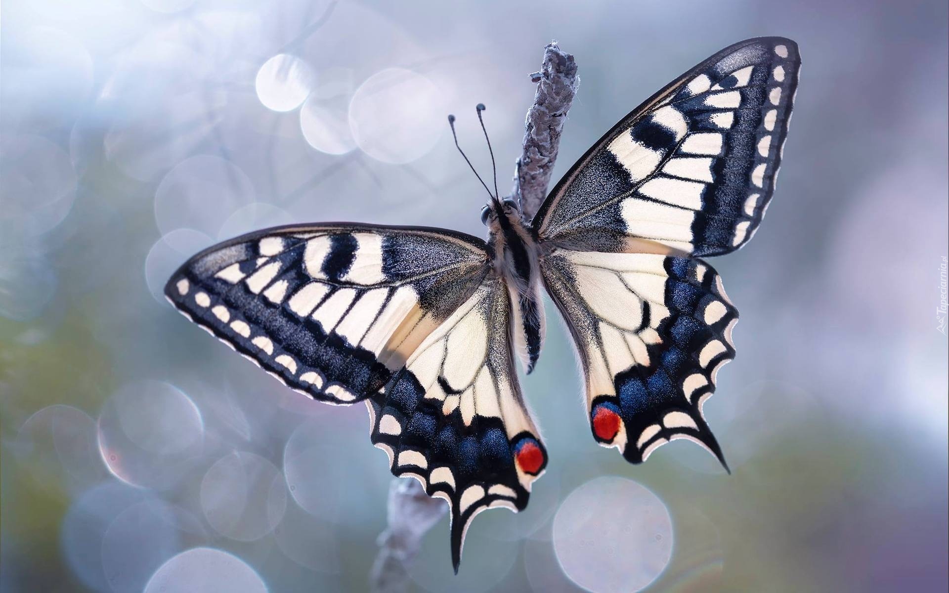 Motyl, Paź królowej, Rozmycie, Makro