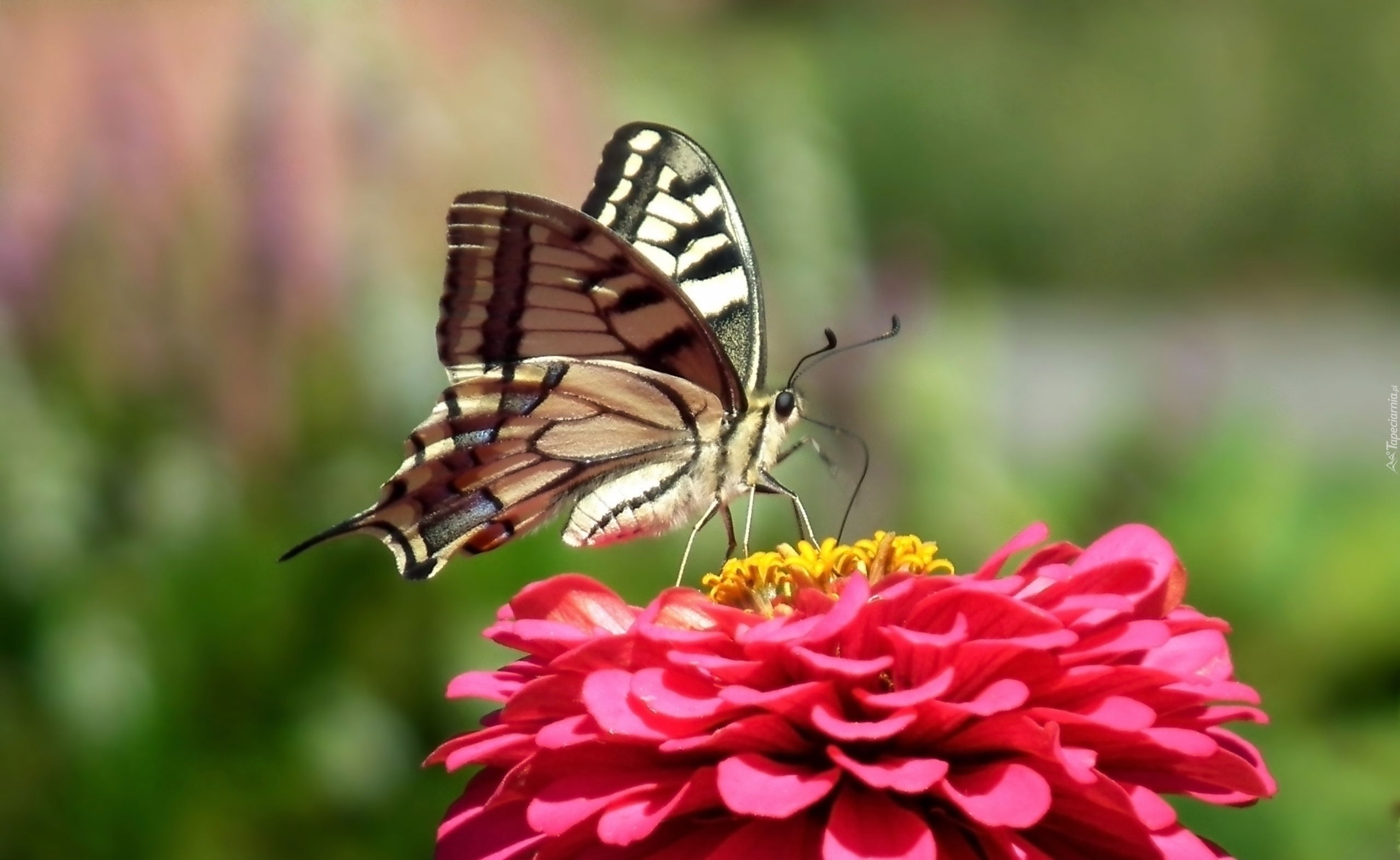 Motyl, Paż królowej, Kwiat, Cynia
