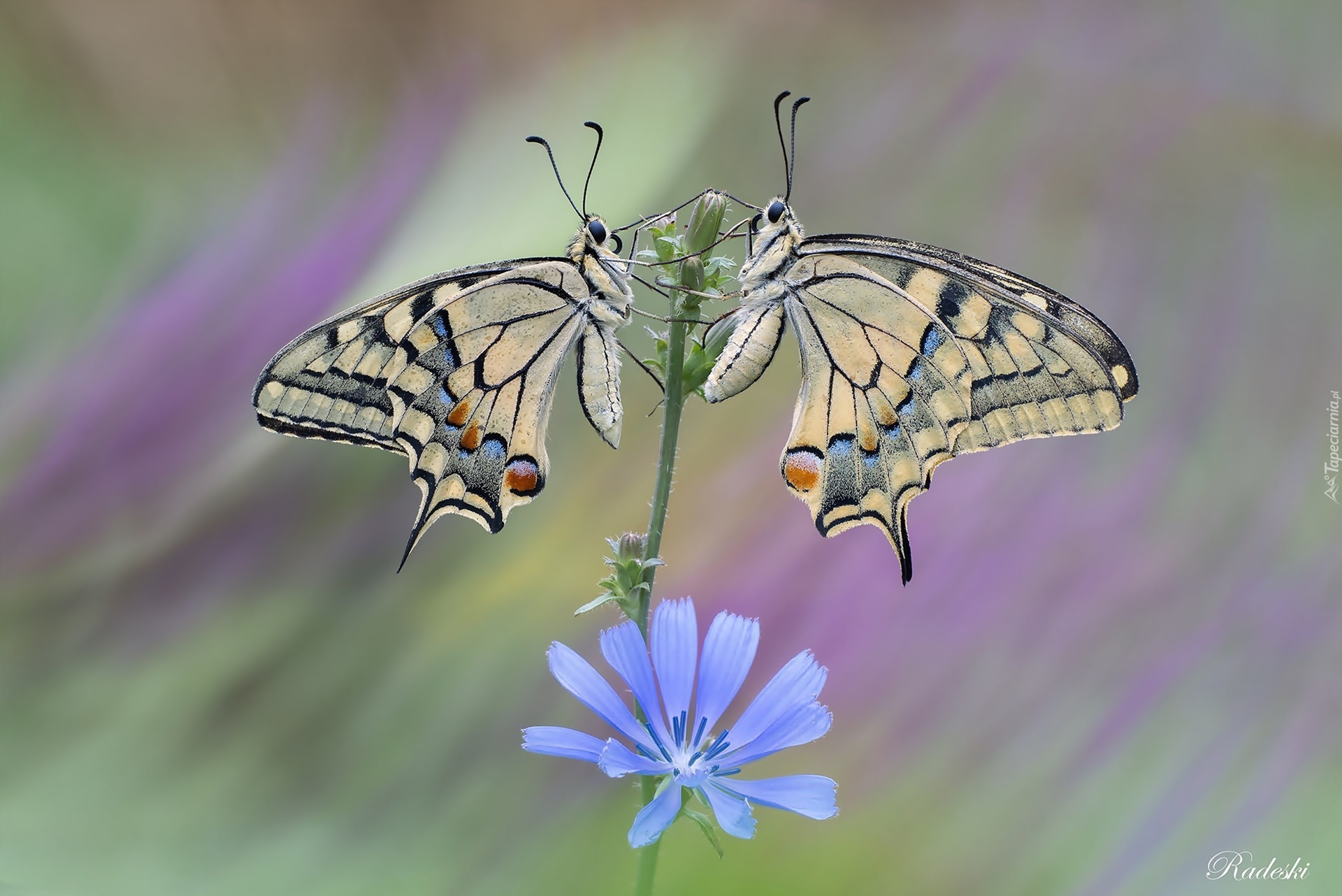 Dwa, Motyle, Pazie królowej, Niebieski, Kwiat