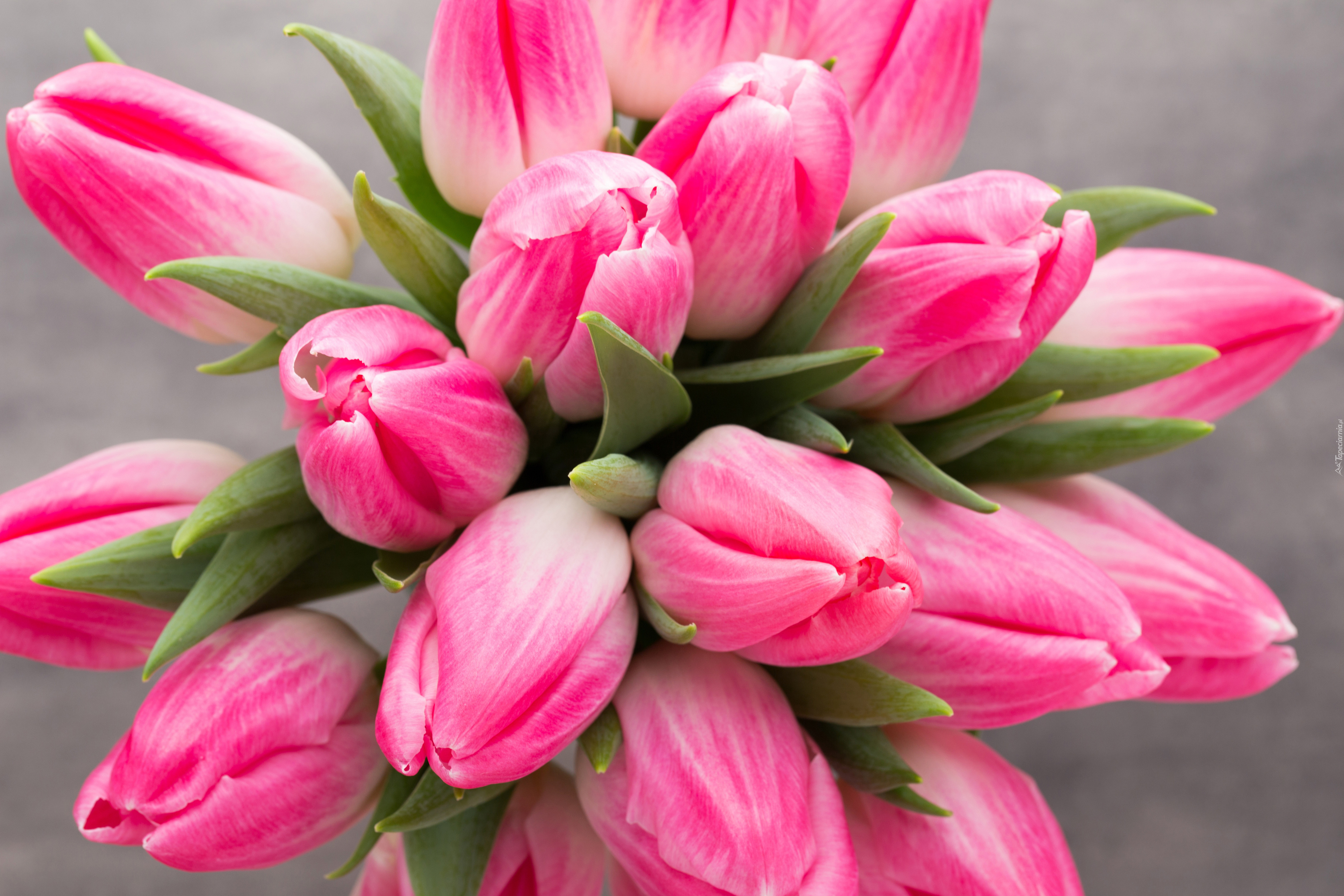 Tulipany, Bukiet, Różowe