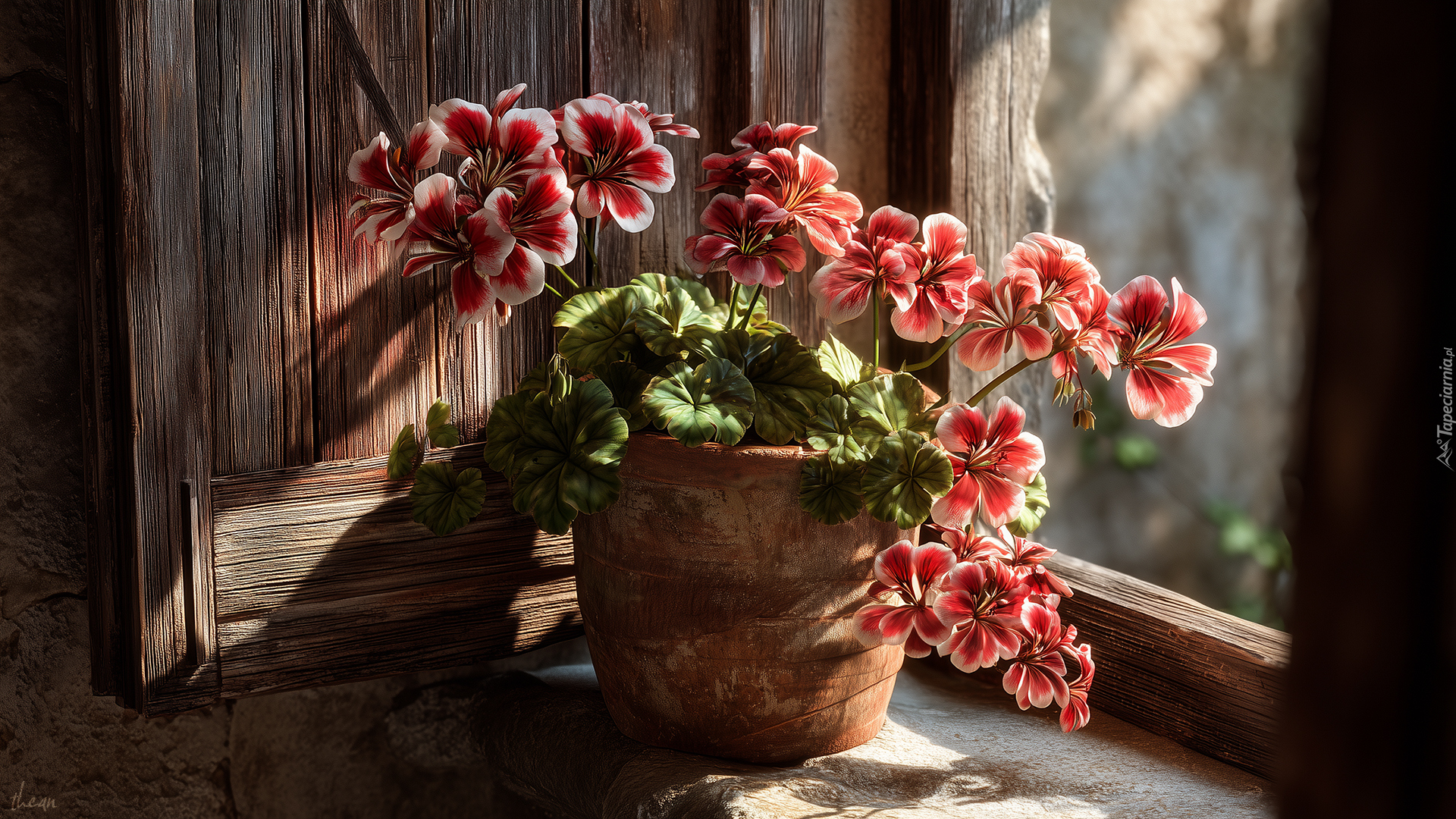 Pelargonie, Czerwone, Kwiaty, Okiennica, Okno, Donica, Grafika AI