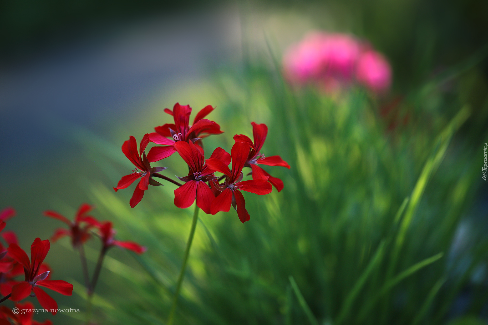 Czerwona, Pelargonia, Kwiaty