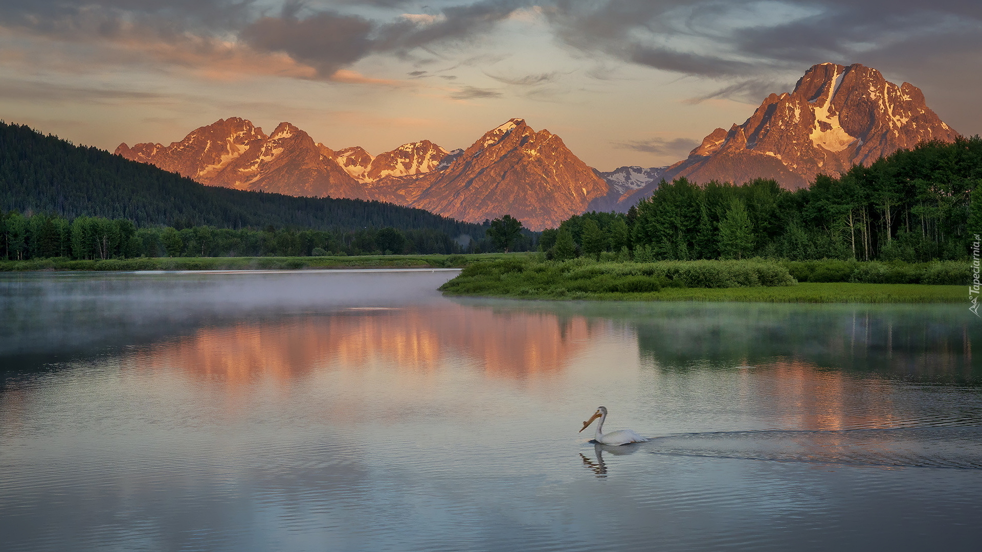 Park Narodowy Grand Teton, Rzeka, Snake River, Pelikan, Góry, Teton Range, Drzewa, Zielone, Lasy, Stan Wyoming, Stany Zjednoczone