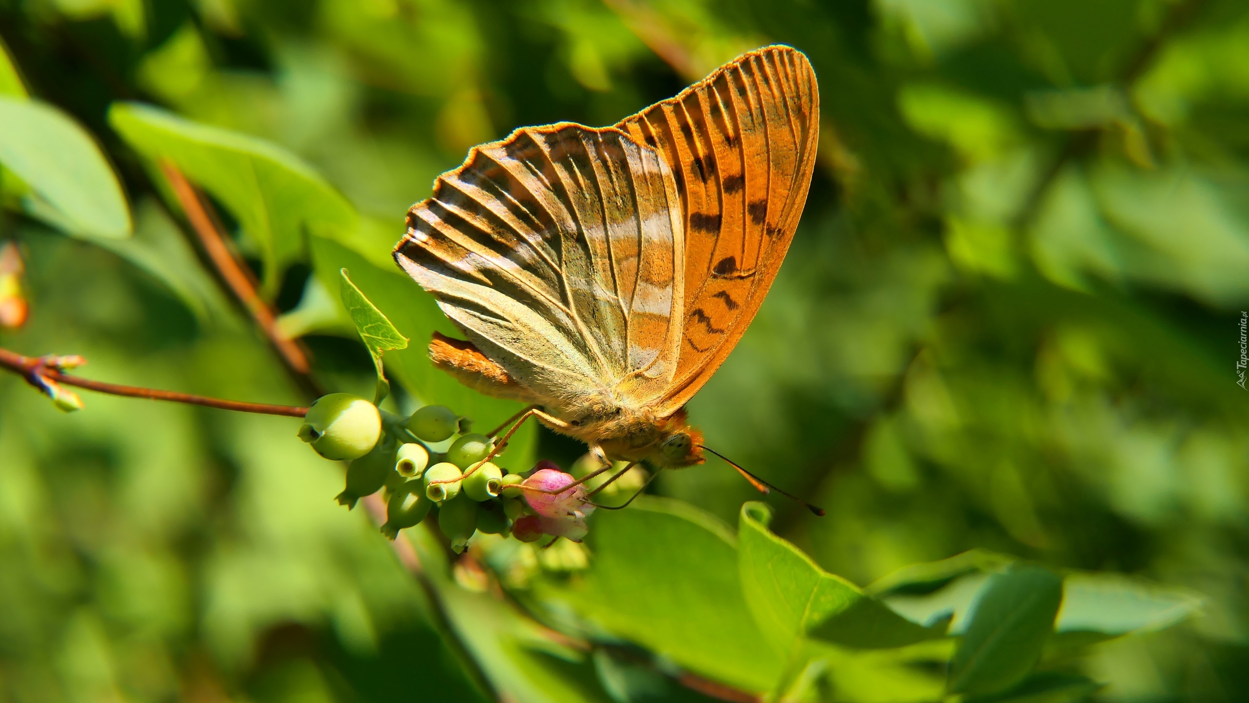 Perłowiec malinowiec, Samiec, Motyl