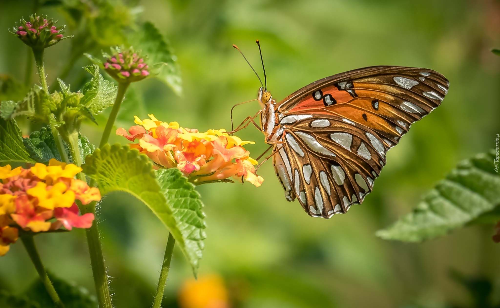 Motyl, Perłowiec malinowiec, Kwiaty