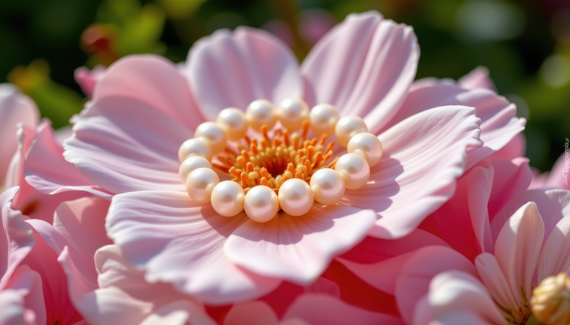 Różowy, Kwiat, Perły, Zbliżenie