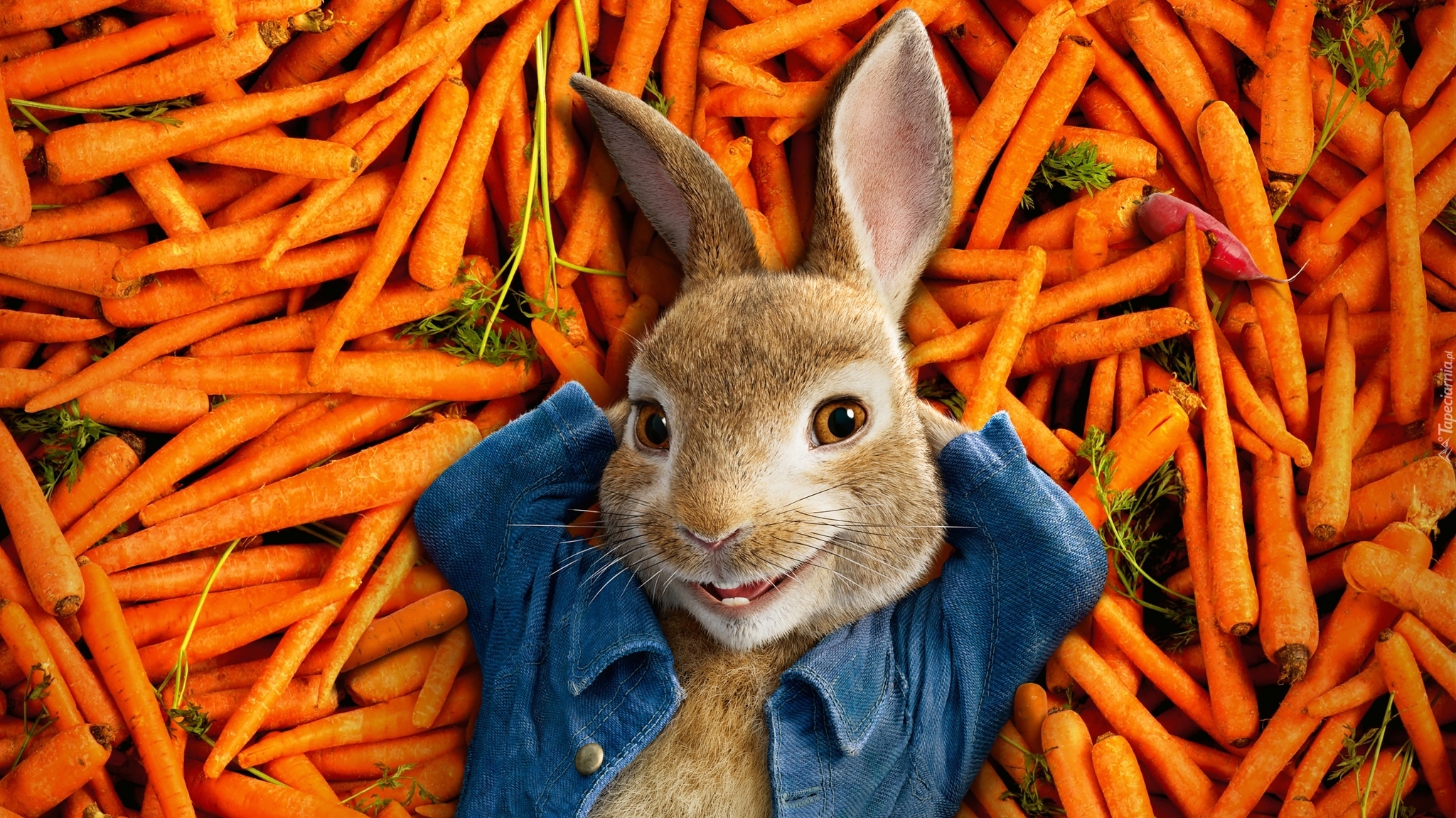 Film, Piotruś Królik, Peter Rabbit, Marchewki, Królik