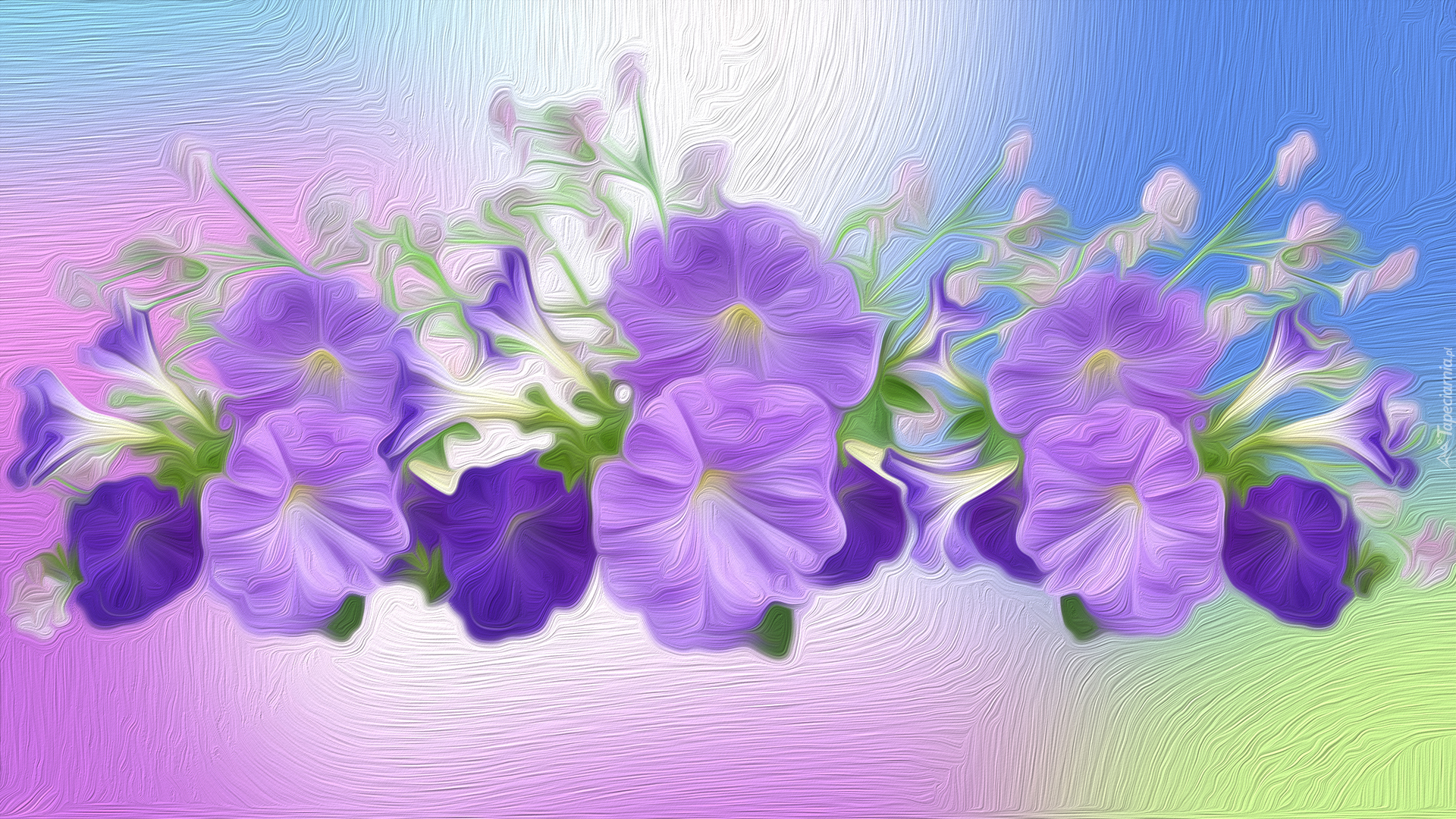 Kwiaty, Petunia ogrodowa, Grafika