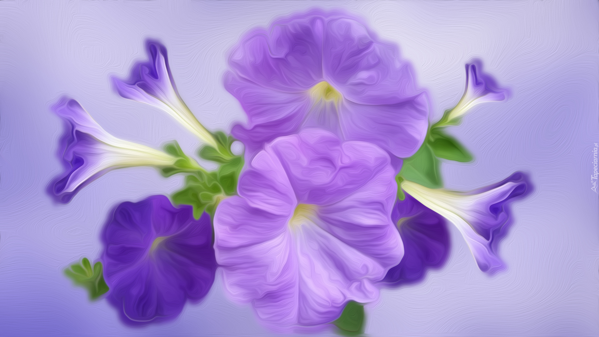 Kwiat, Petunia, Grafika