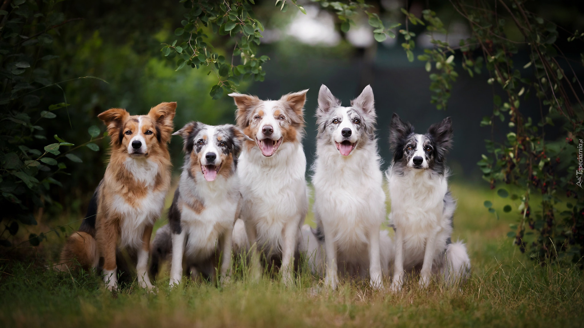 Pięć, Psów, Psy, Border collie