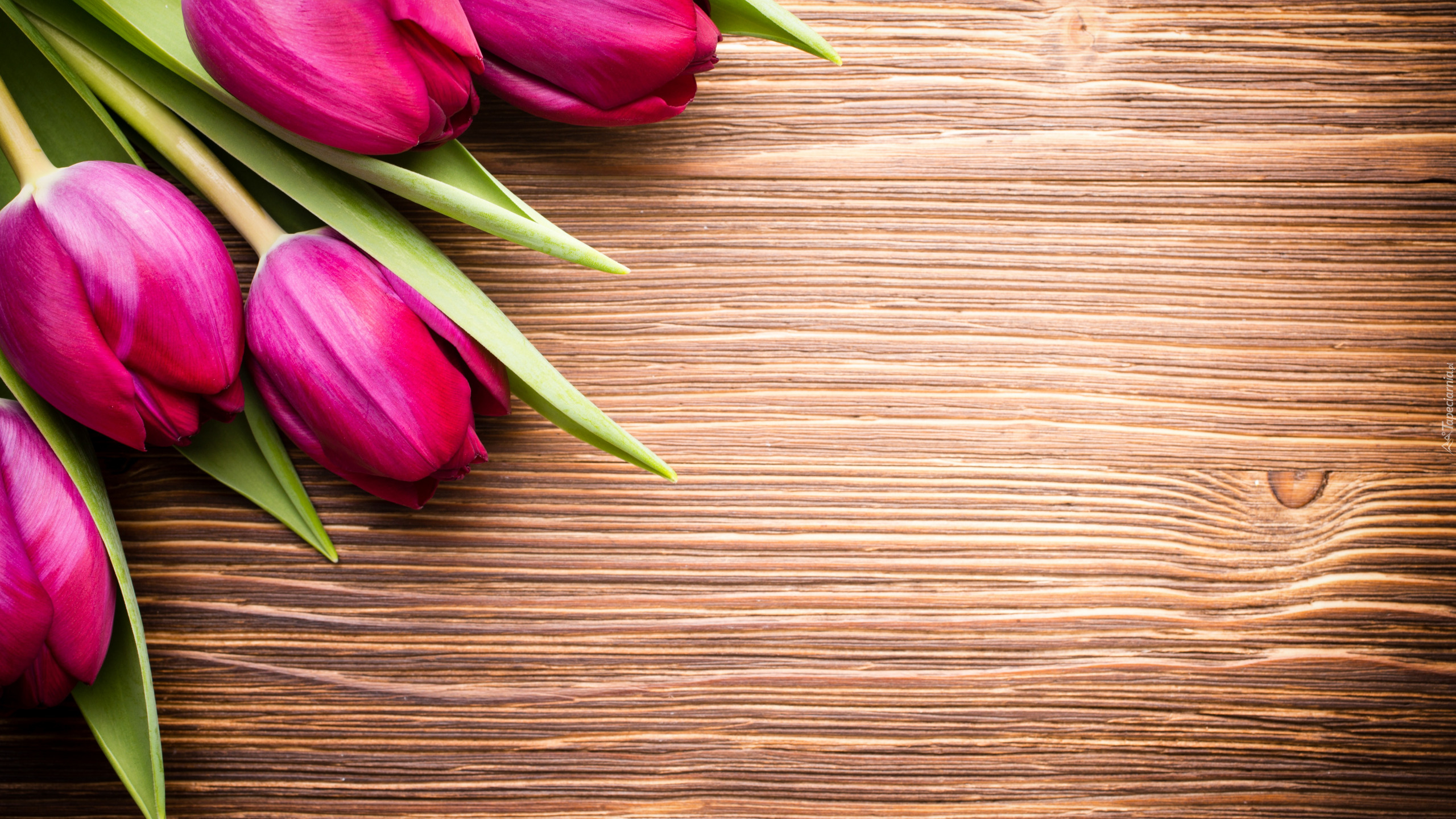 Różowe, Tulipany, Pięć, Tulipanów, Deski