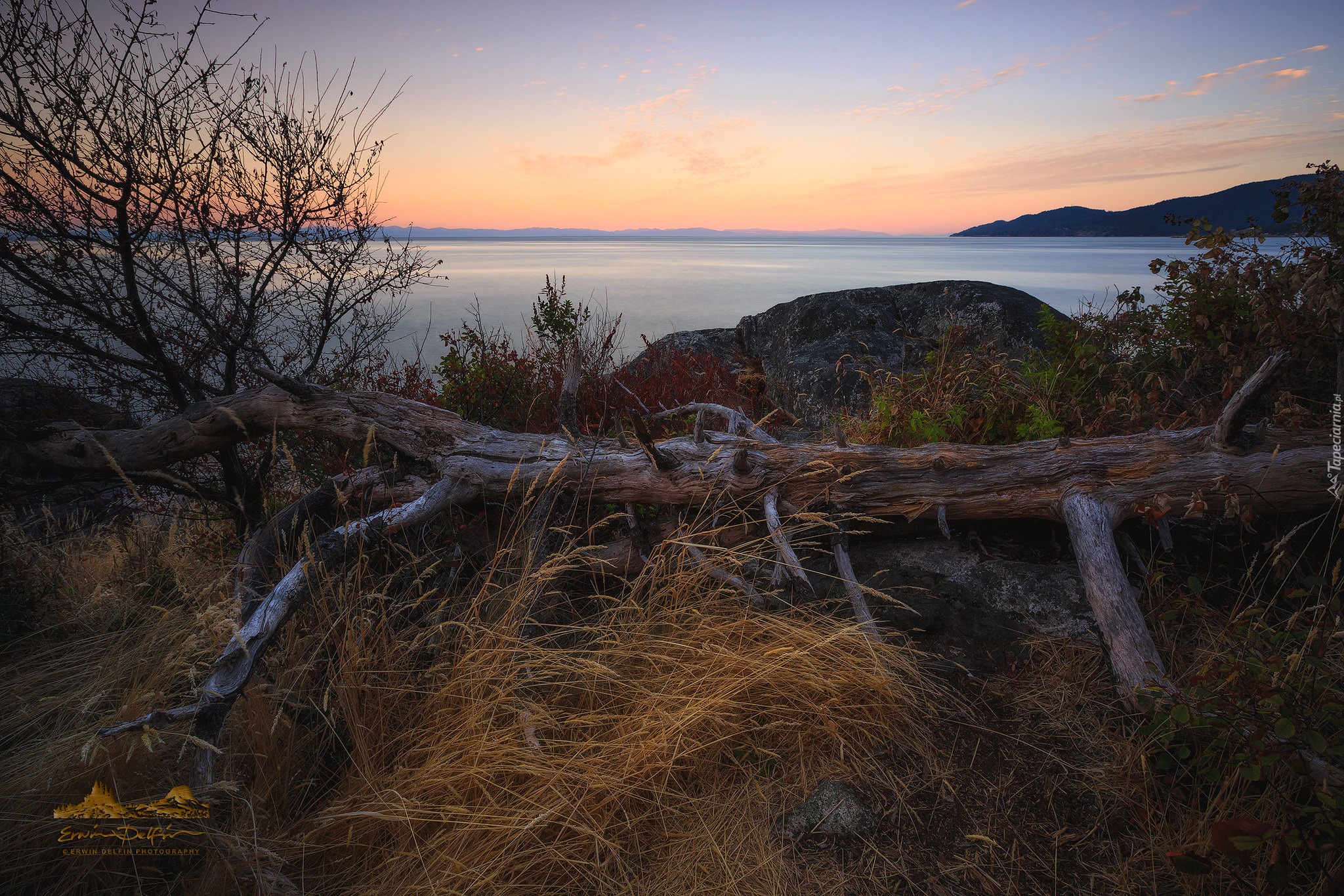 Zachód słońca, Morze, Trawy, Konar, Drzewo, Skały, Whytecliff Park, West Vancouver, Kolumbia Brytyjska, Kanada