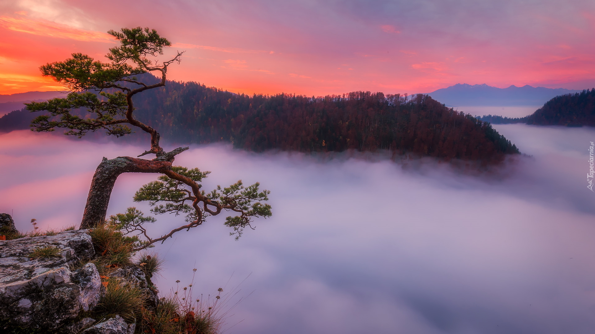 Wschód słońca, Góry, Pieniny, Szczyt, Sokolica, Skały, Drzewo, Sosna, Mgła, Pieniński Park Narodowy, Polska