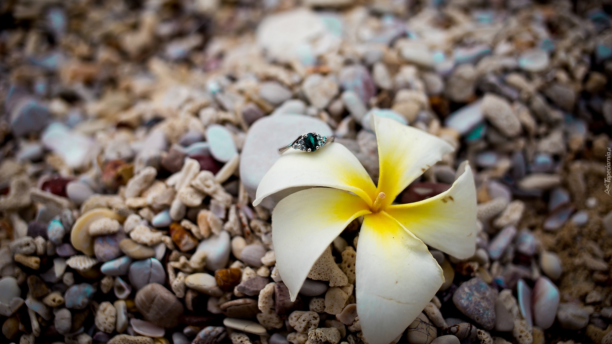 Kwiat, Plumeria, Kamienie, Pierścionek