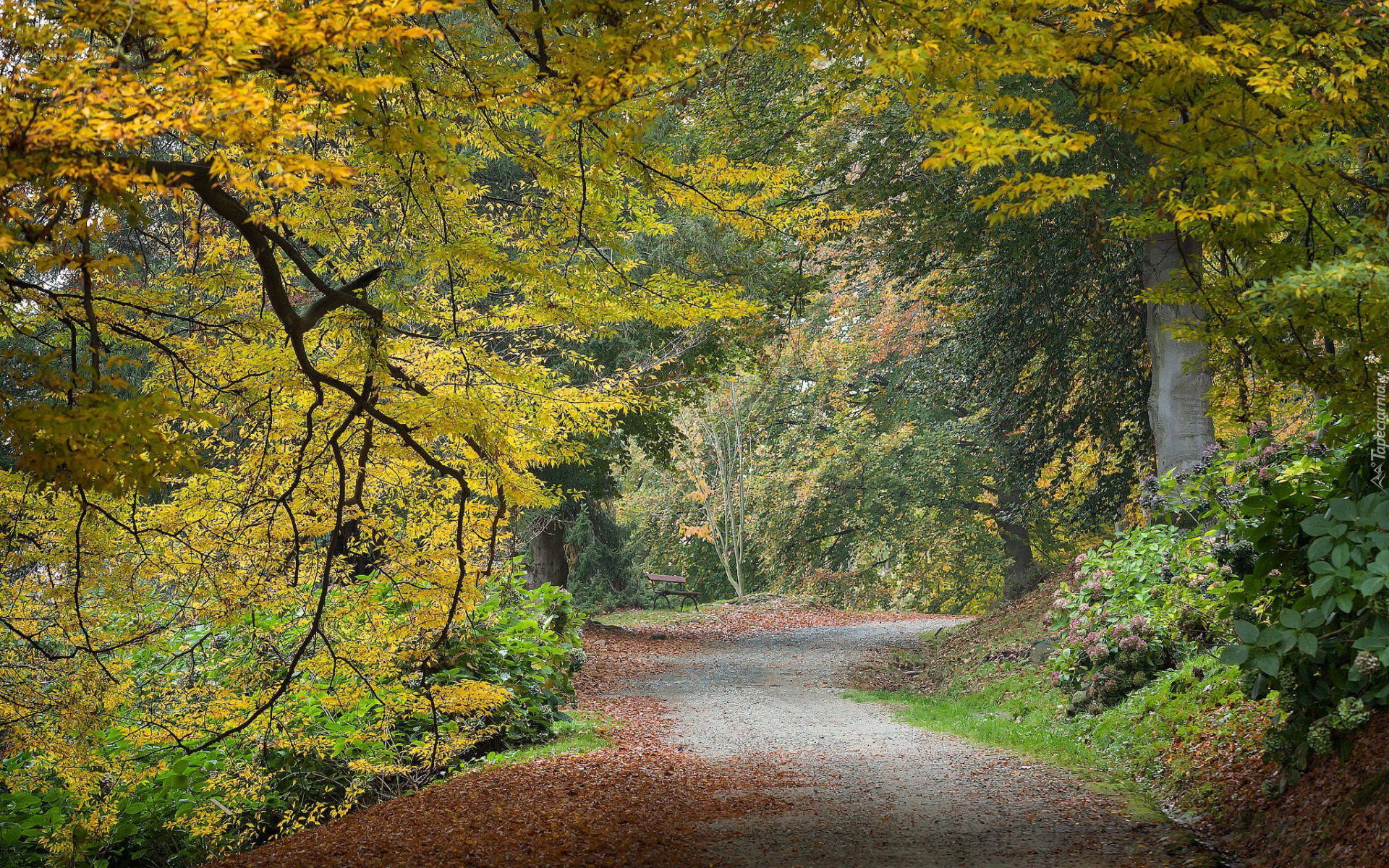 Park, Drzewa, Żółknące, Liście, Droga, Ławka