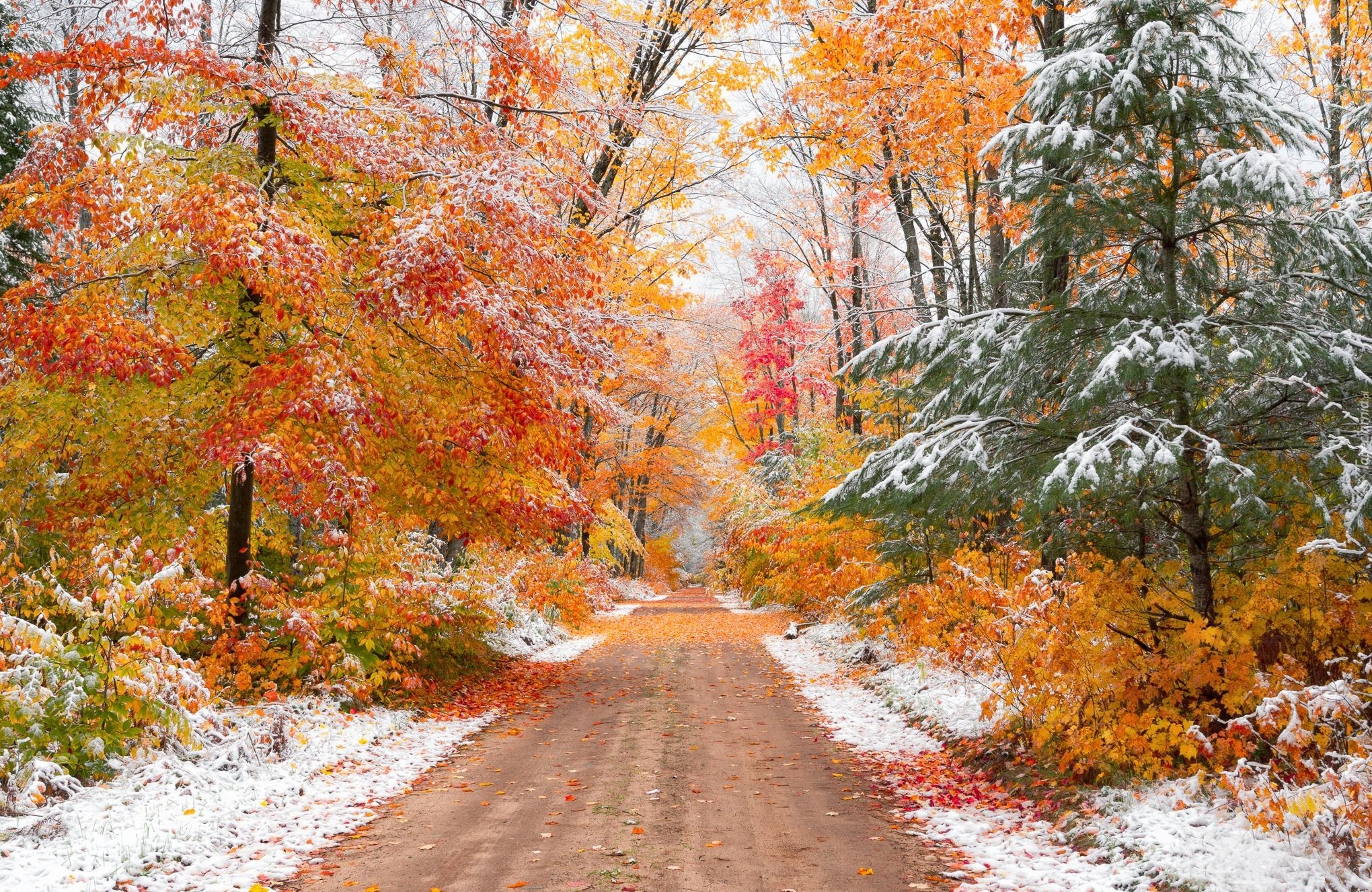 Las, Jesień, Droga, Śnieg