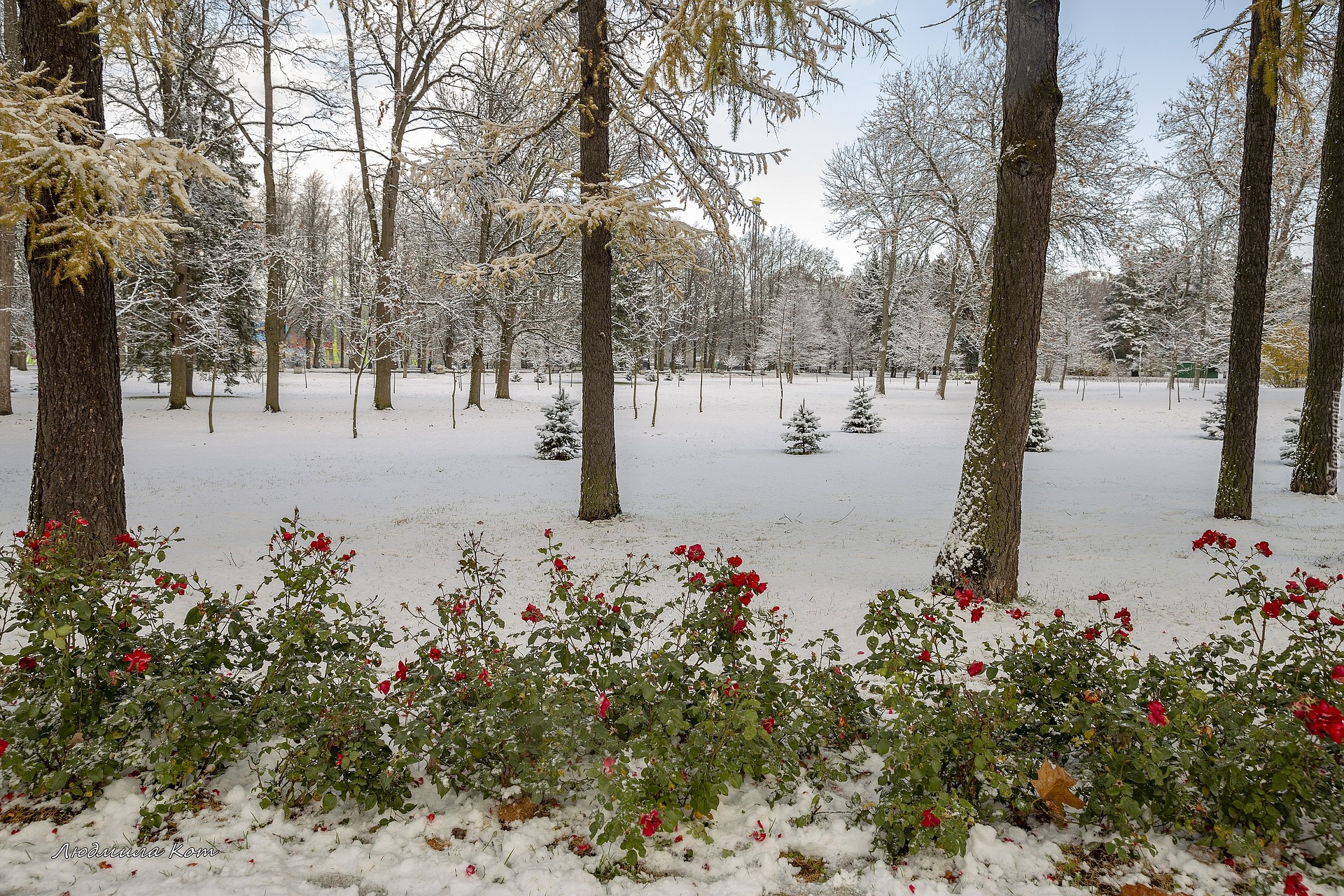 Zima, Róże, Drzewa, Śnieg, Park, Zima