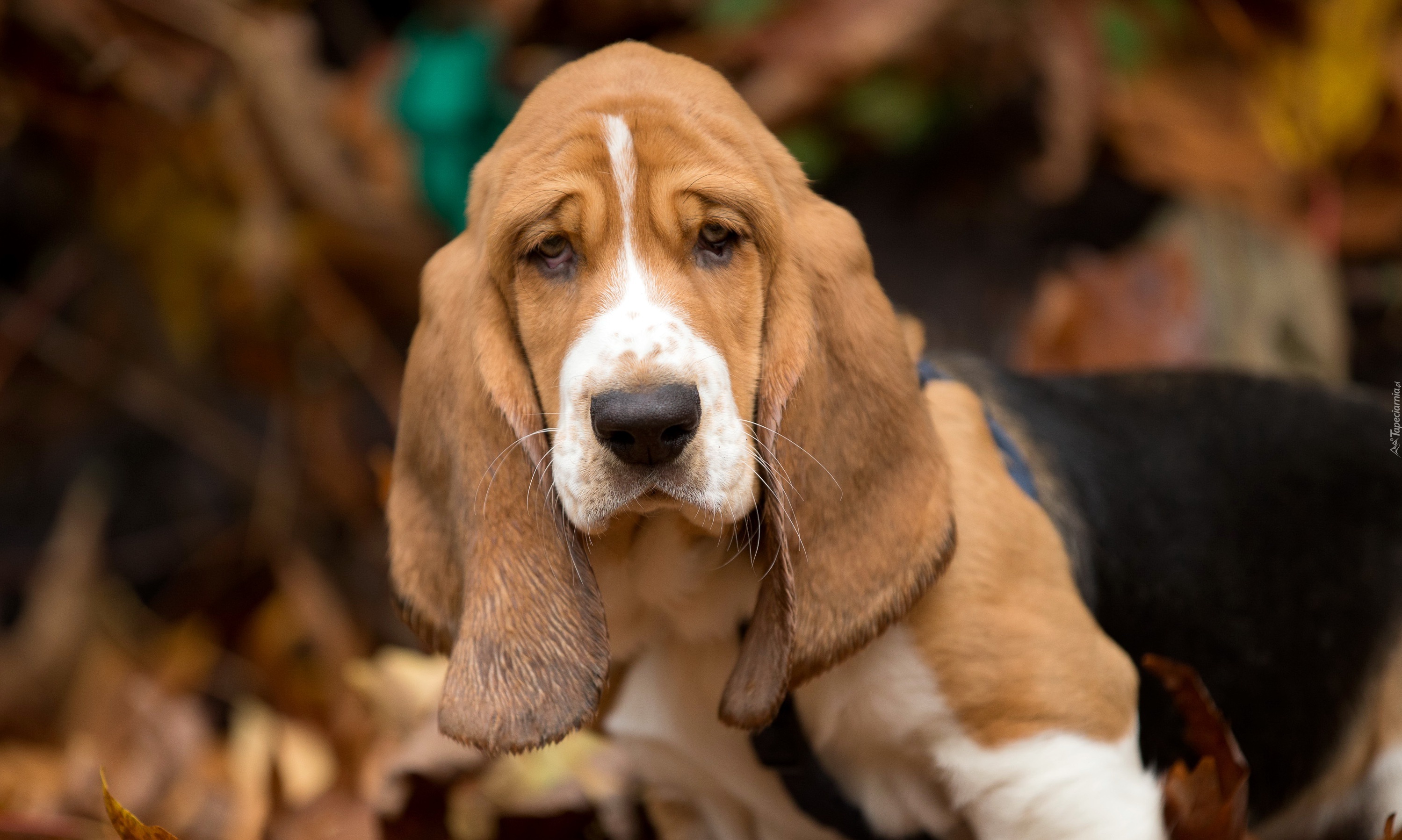 Basset Hound