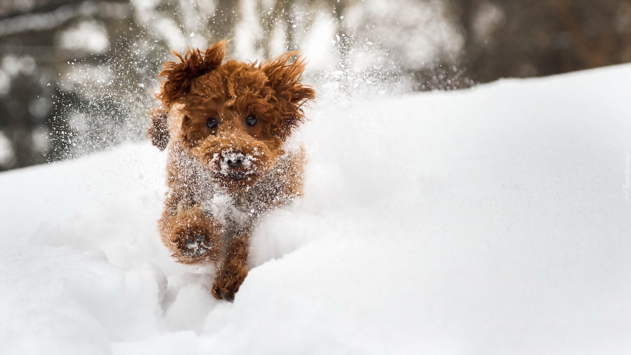 Śnieg, Biegnący, Pies