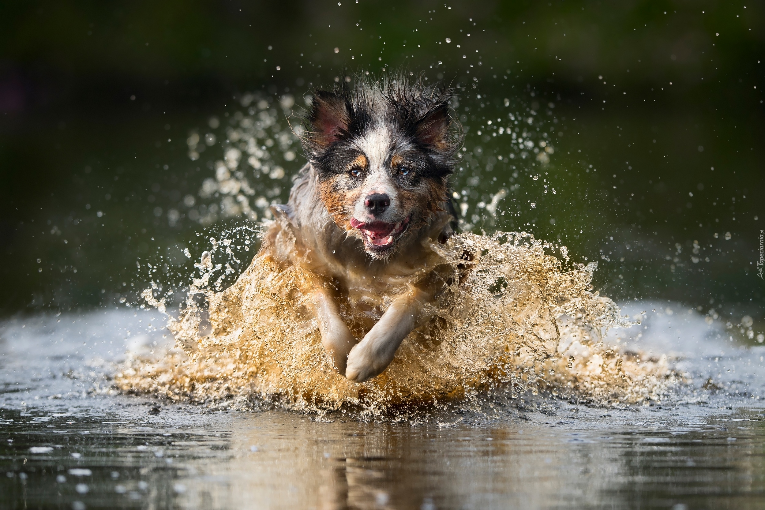 Biegnący, Pies, Border collie, Woda