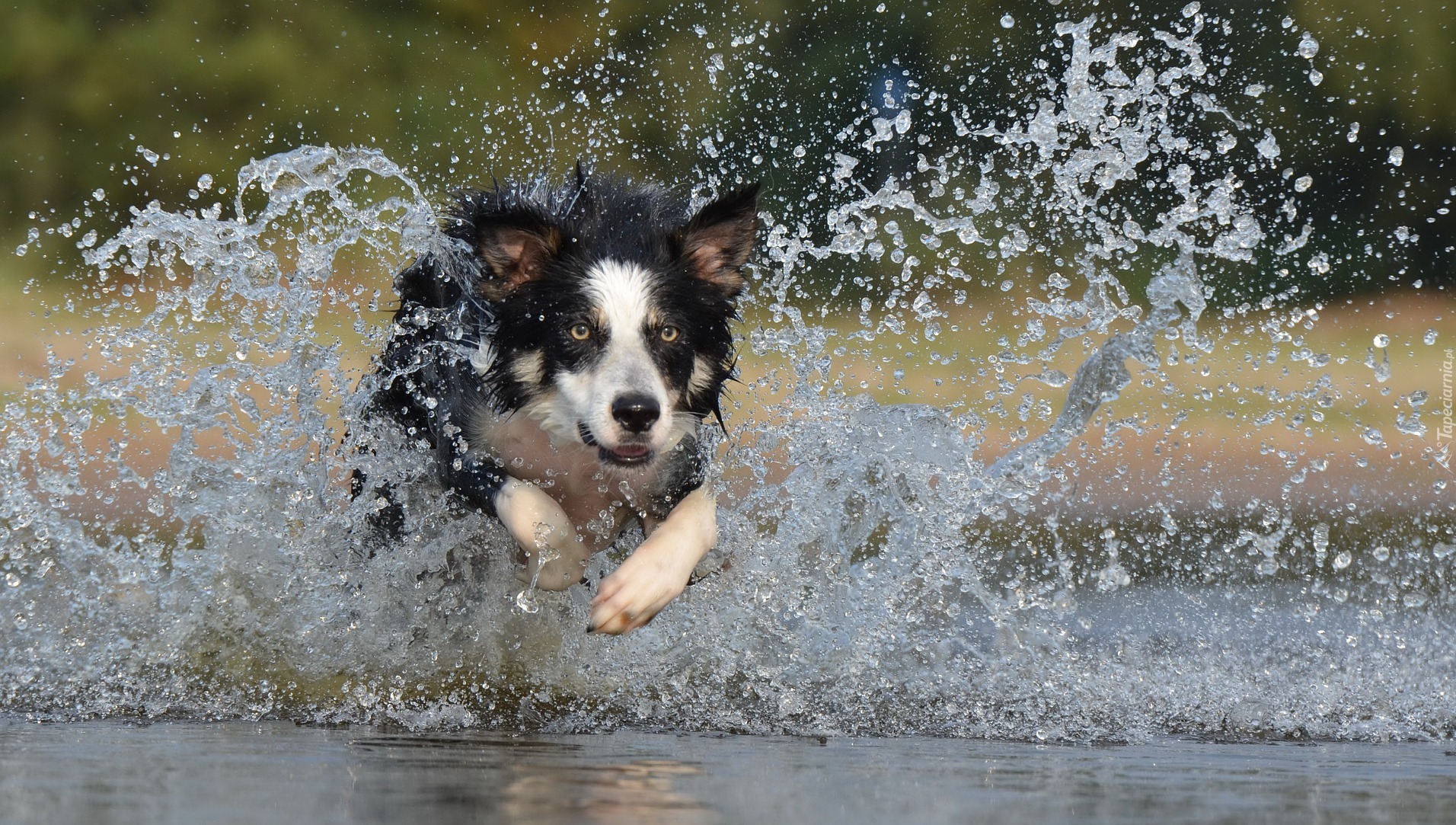 Border collie, Woda