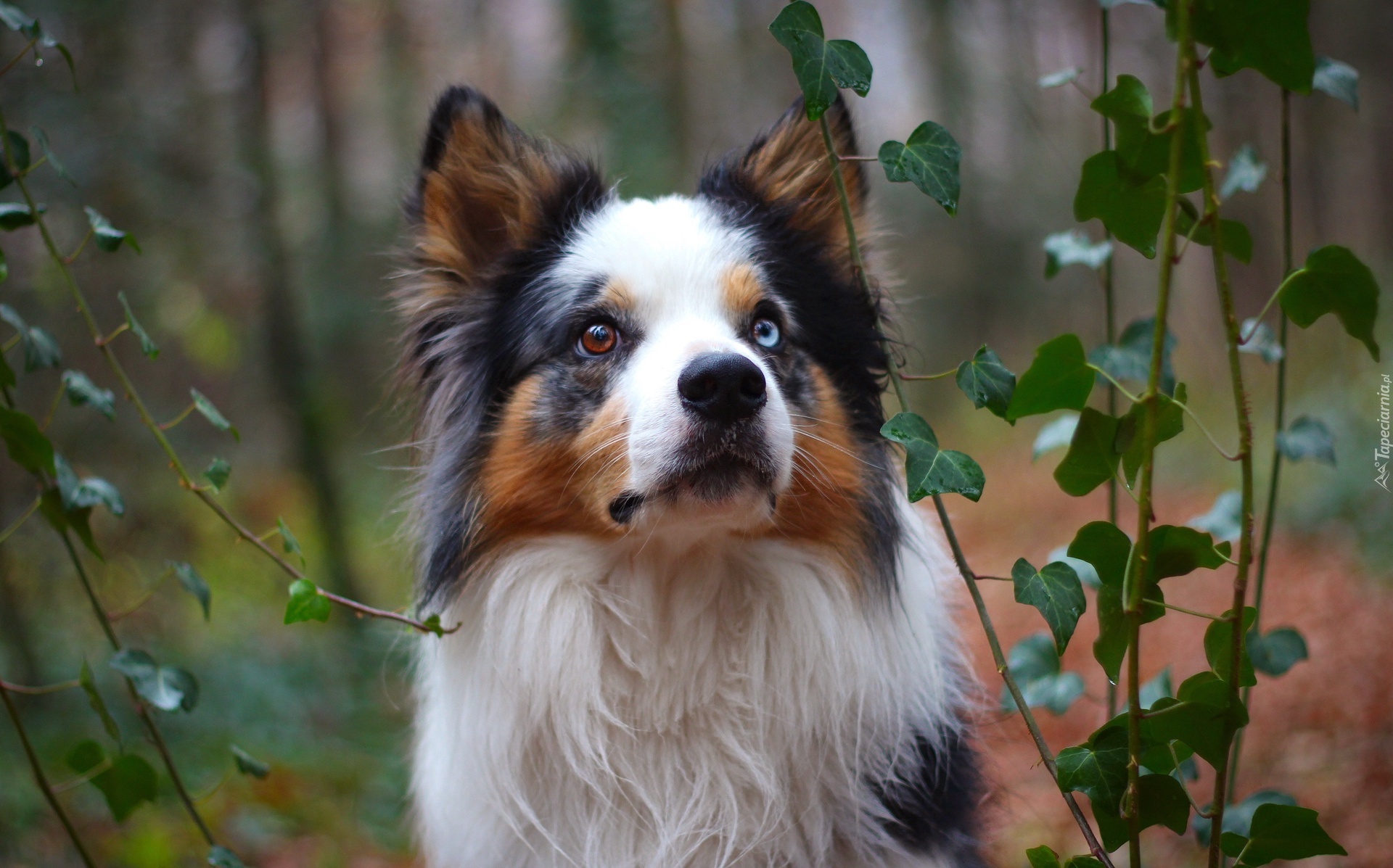 Border collie, Bluszcz