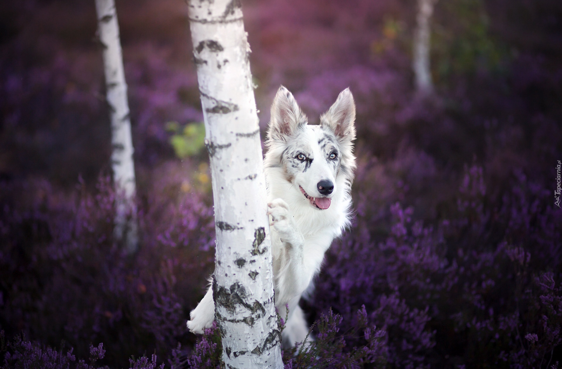 Border collie, Las, Brzozy, Wrzos