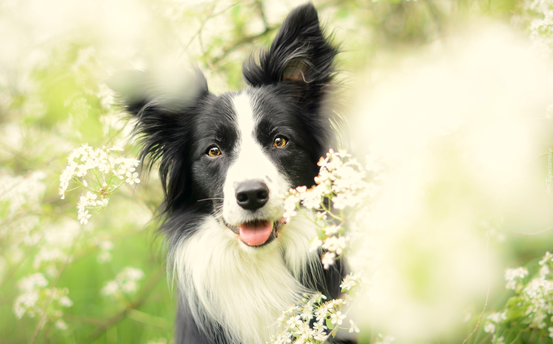 Border Collie, Kwiaty, Łąka