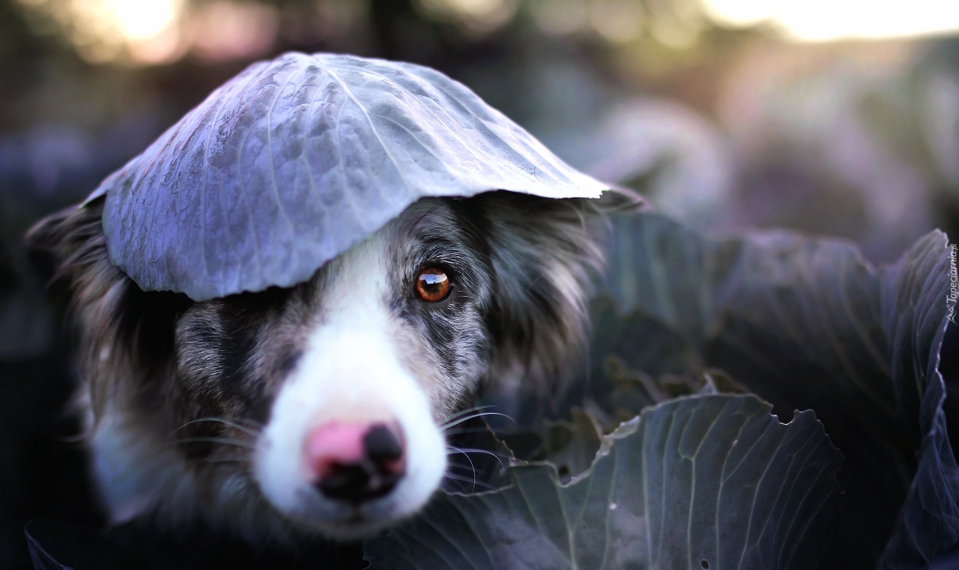 Pies, Border Collie, Liść, Kapusty