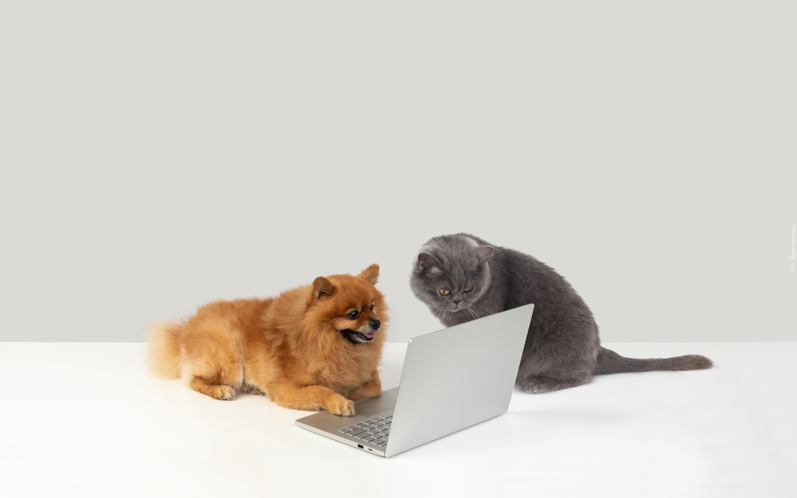 Pies, Kot, Laptop