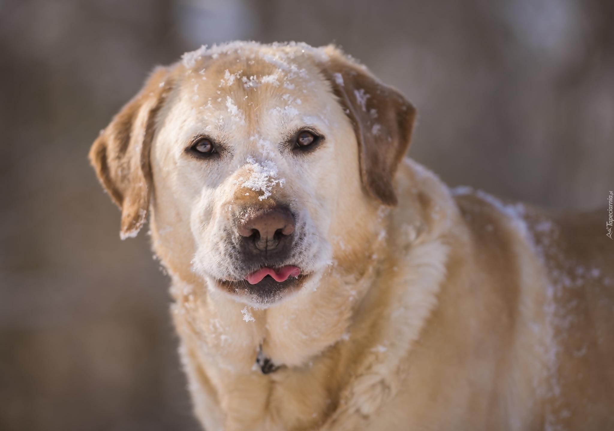Labrador retriever, Śnieg