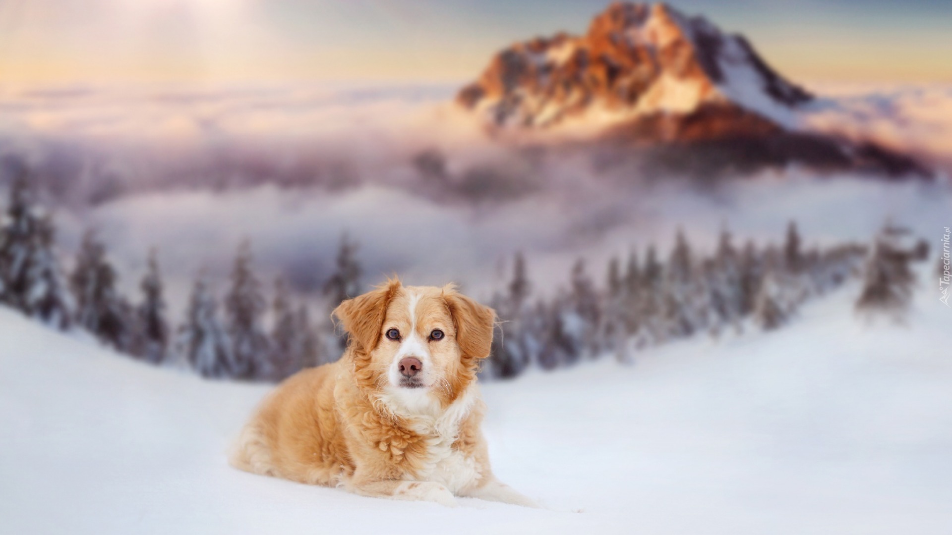 Pies, Zima, Śnieg