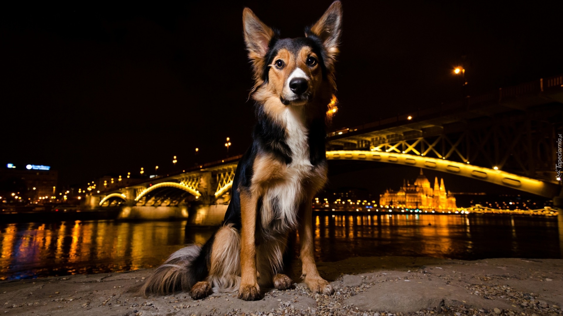 Pies, Noc, Most, Oświetlenie