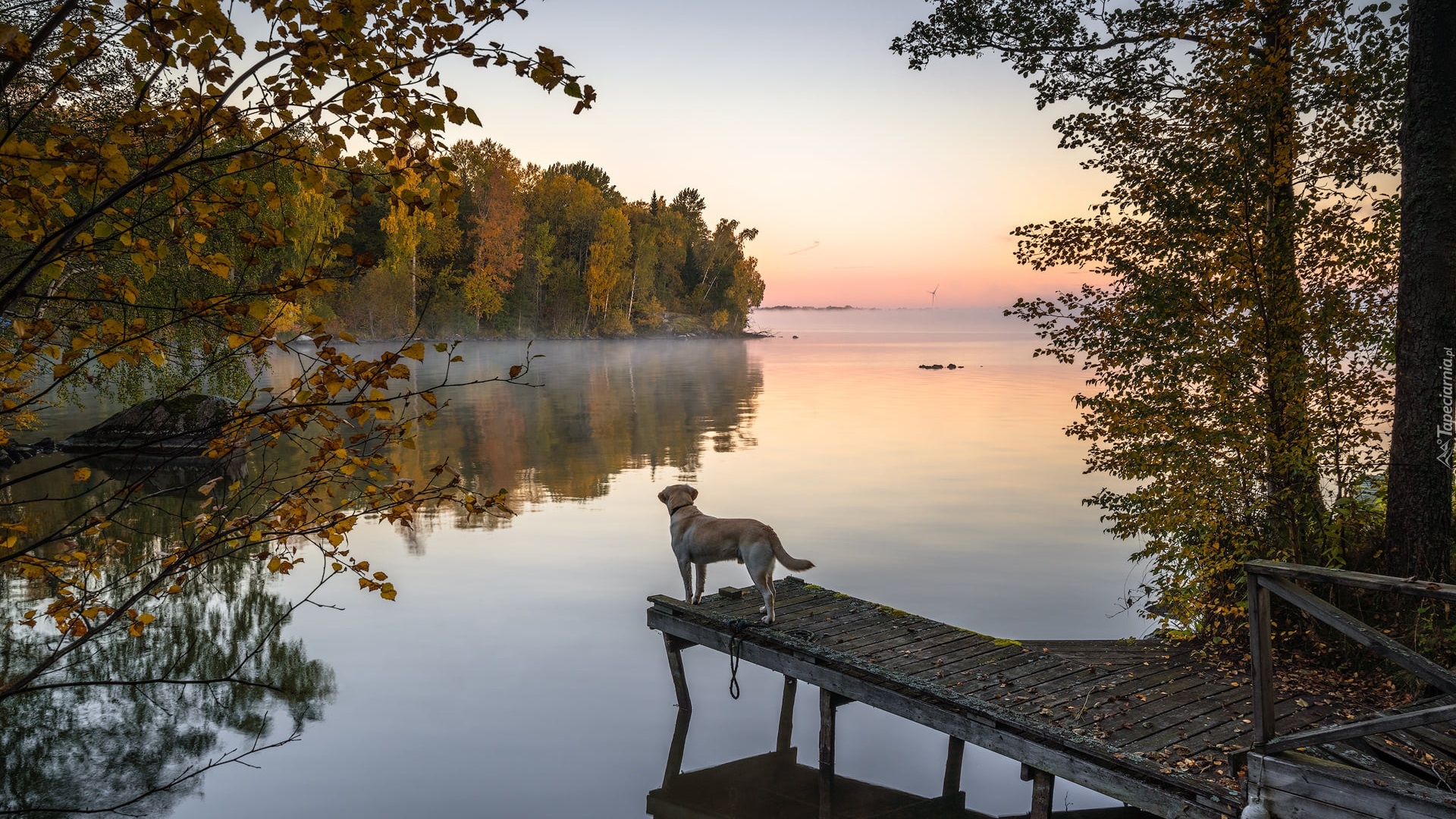 Jezioro, Pomost, Pies, Drzewa, Mgła, Jesień