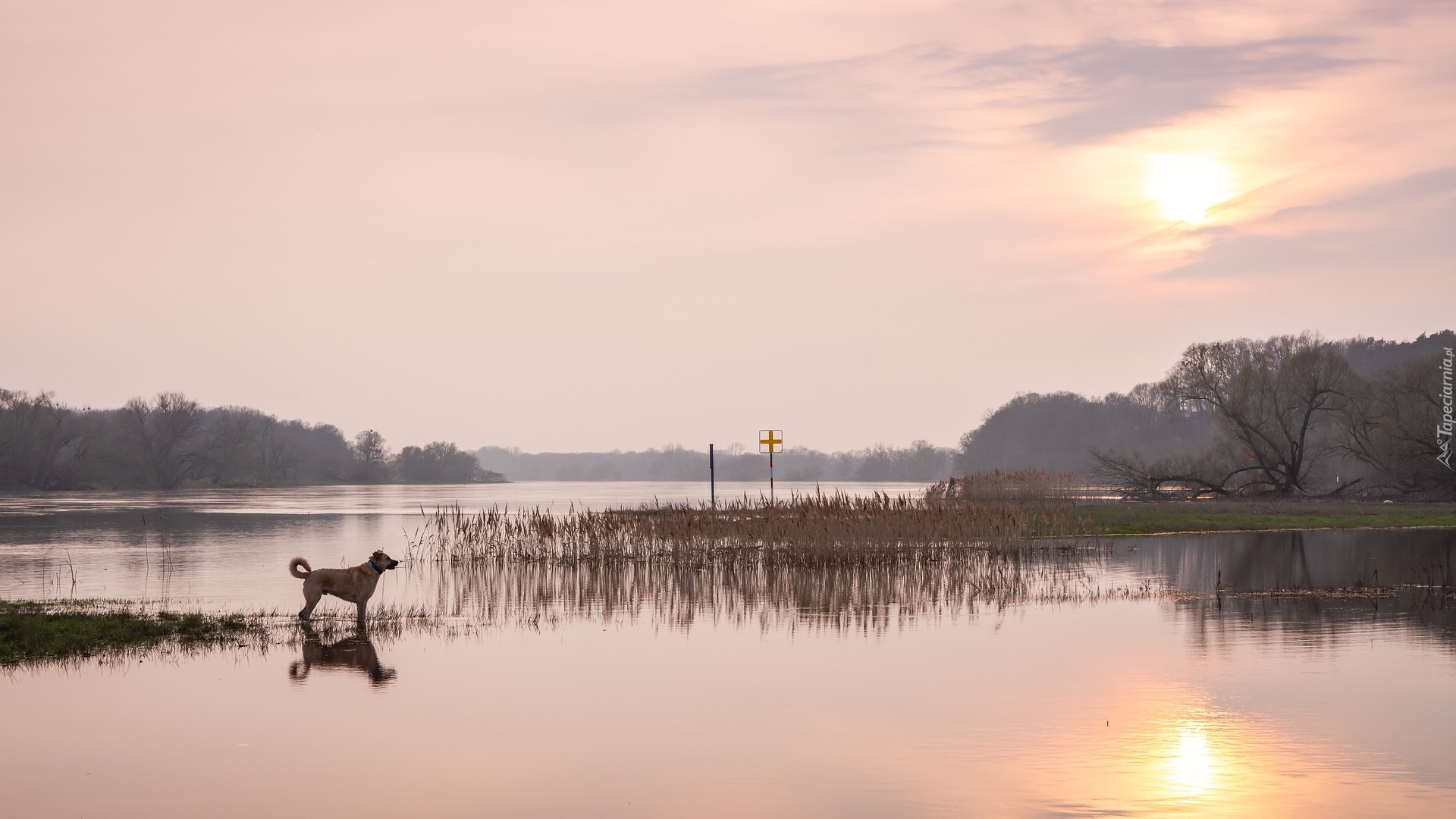 Wschód słońca, Rzeka, Trawy, Pies