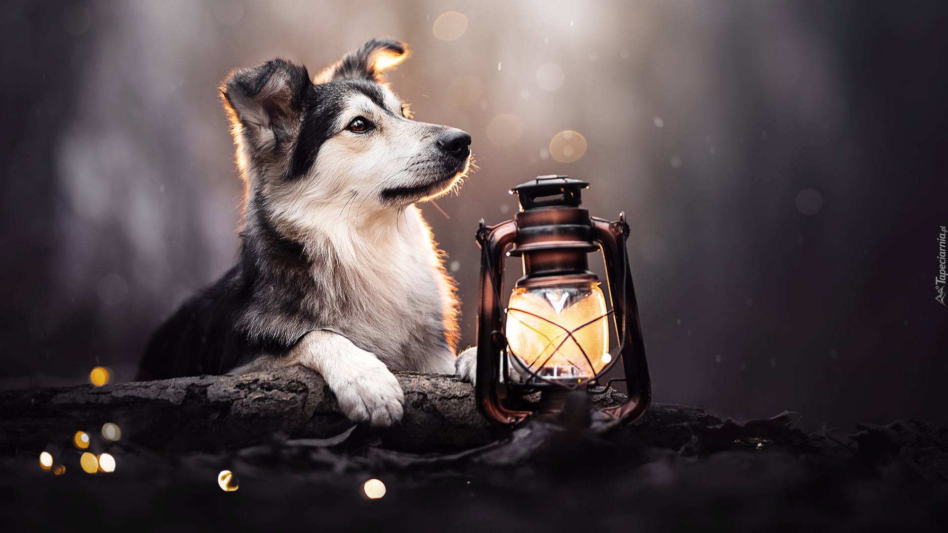 Pies, Lampa naftowa