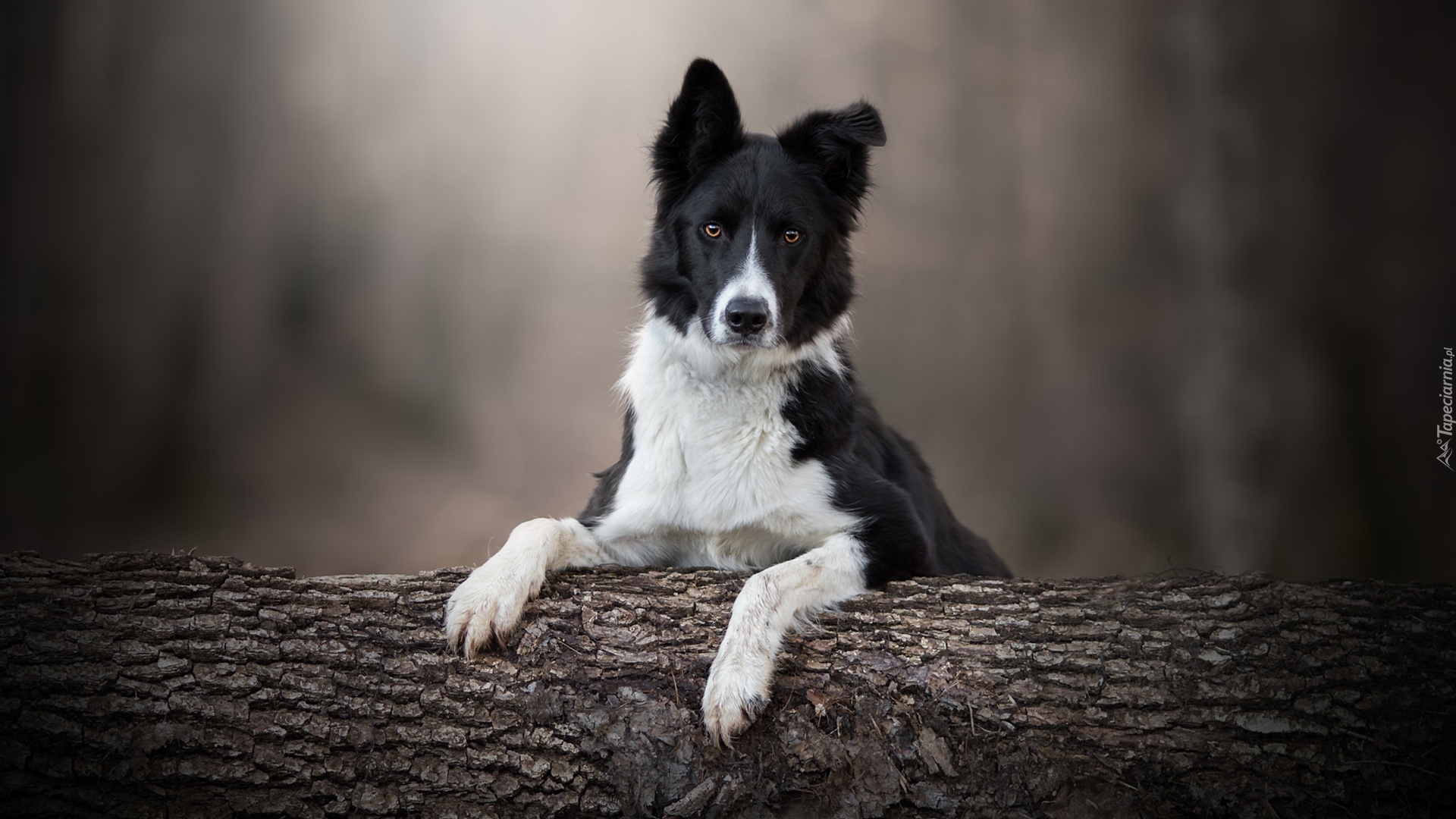 Pies, Border collie, Mordka, Drzewo