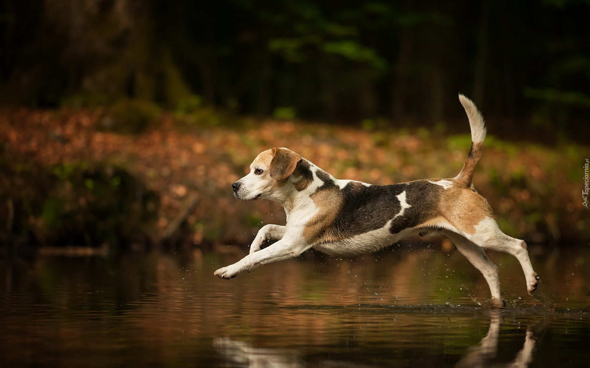 Biegnący, Beagle, Woda