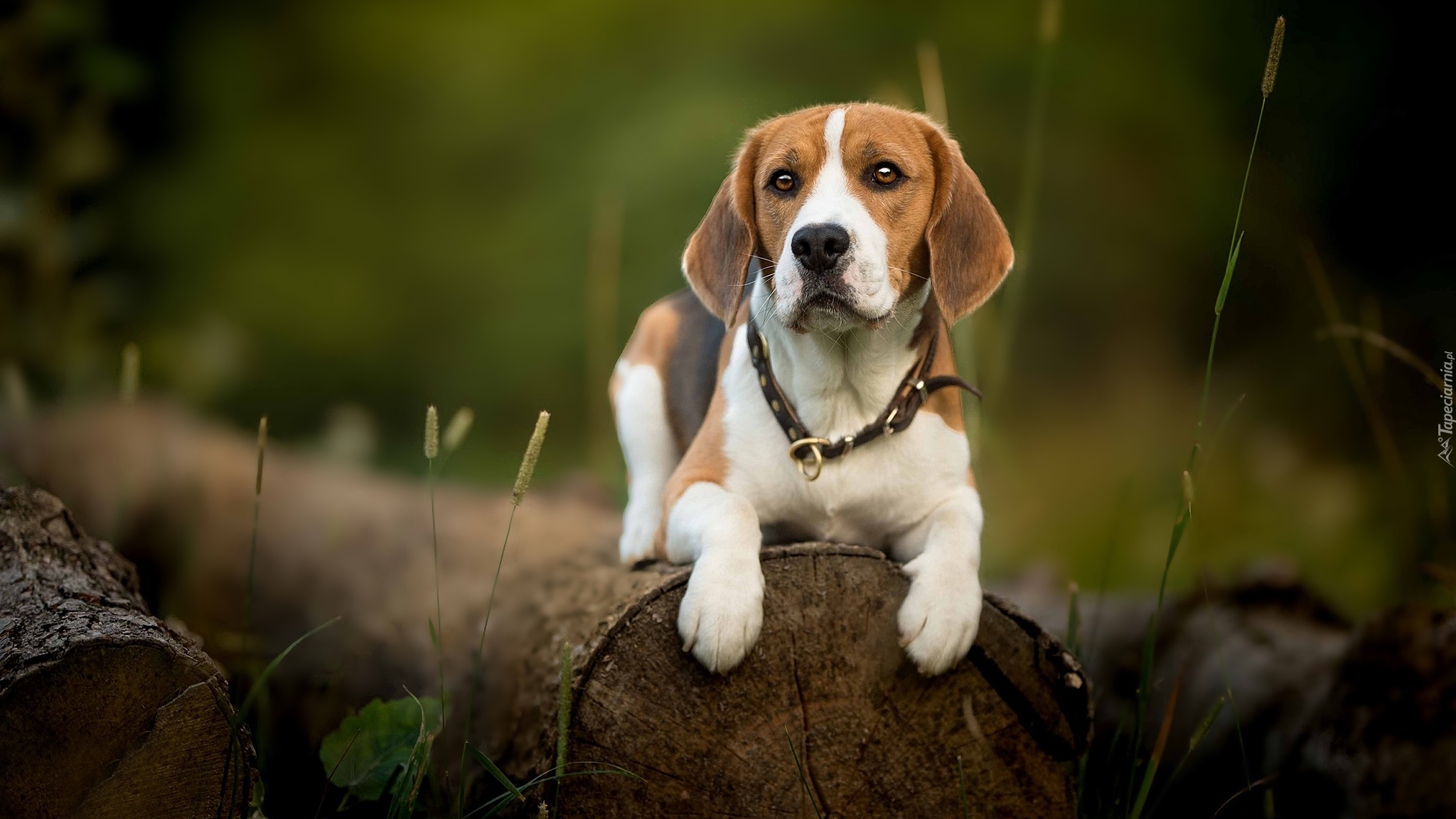 Pies, Beagle, Kłody, Roślinki