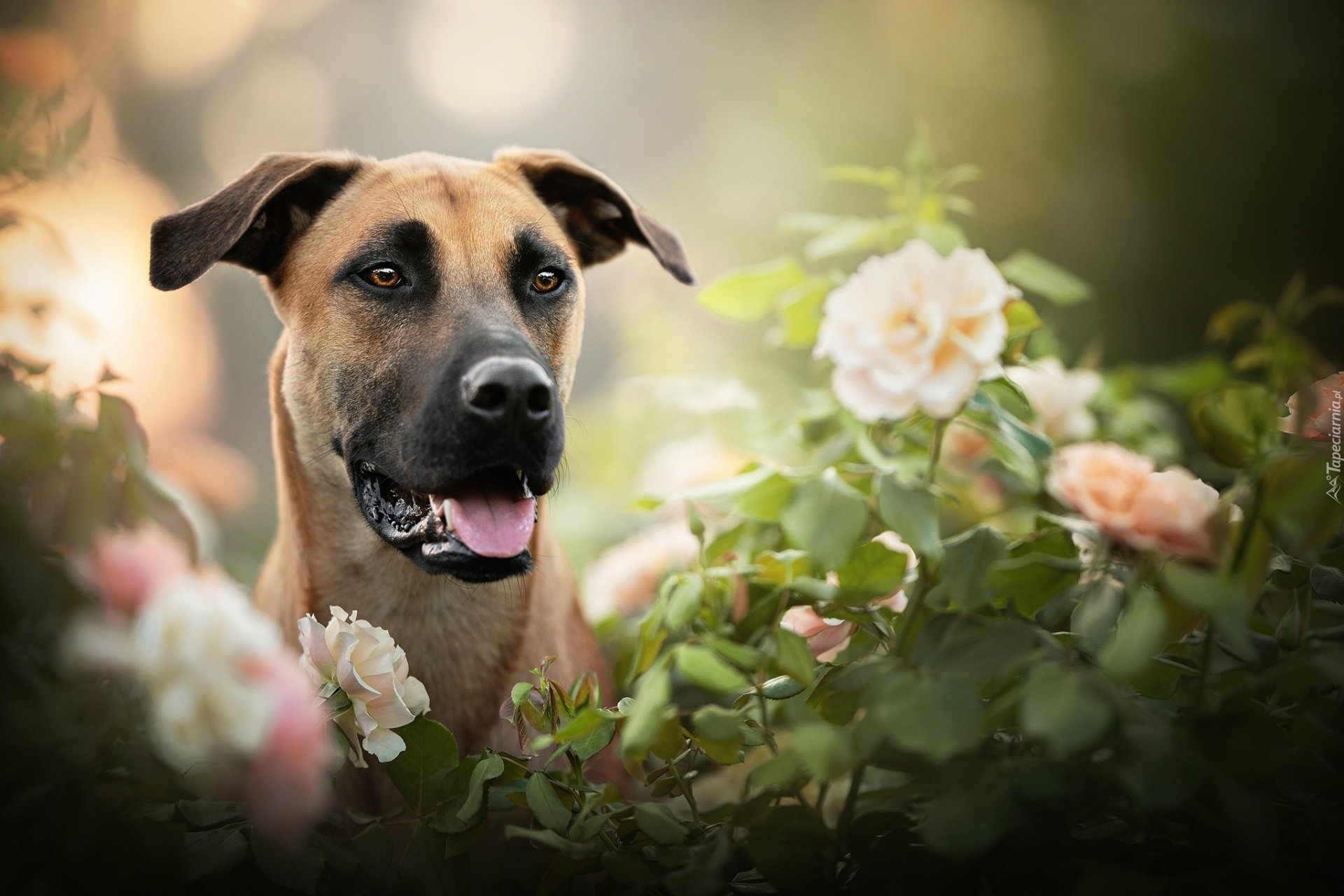 Pies, Blackmouth Cur, Kwiaty, Rozmycie