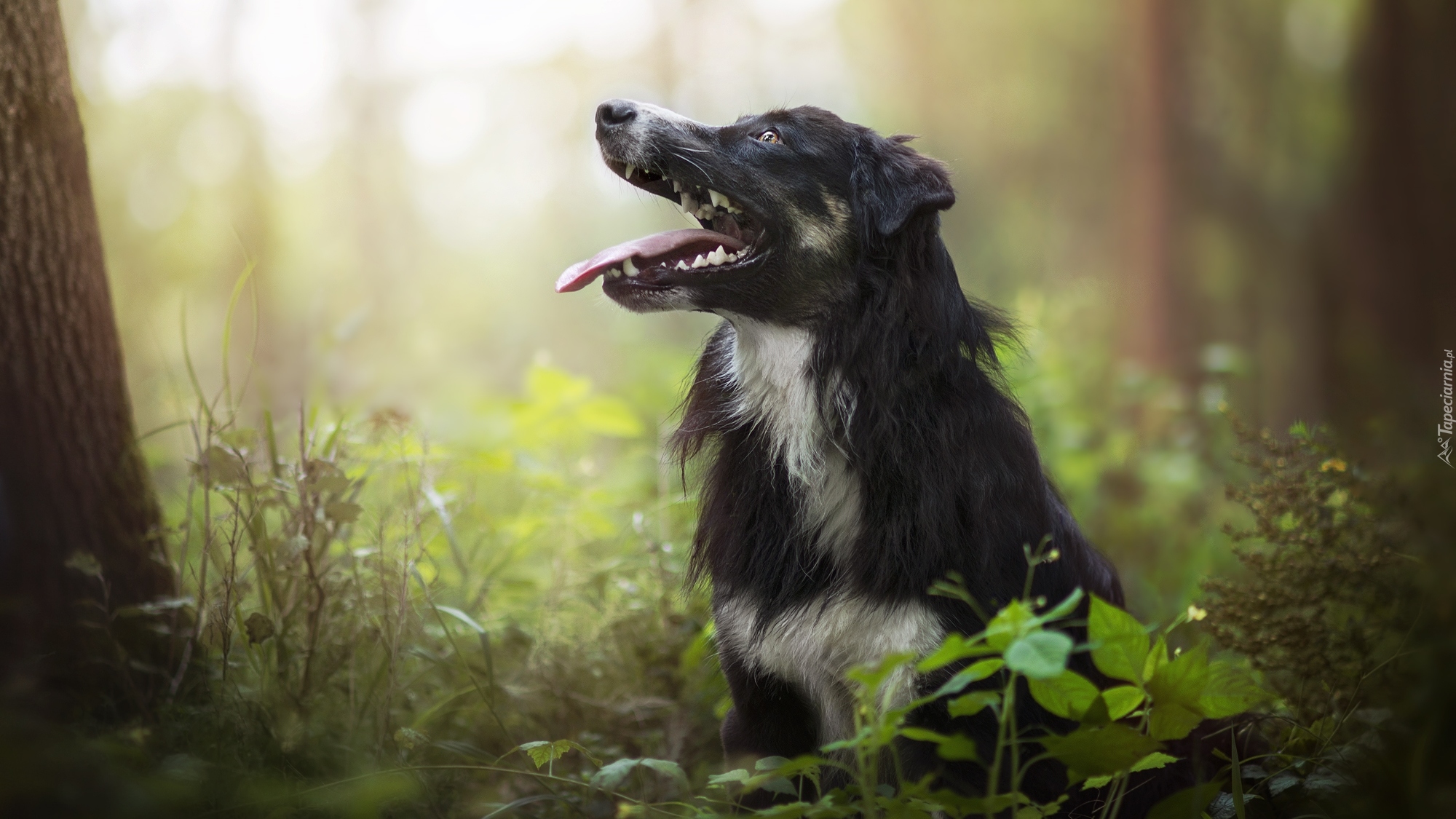 Pies, Border collie, Las, Rośliny